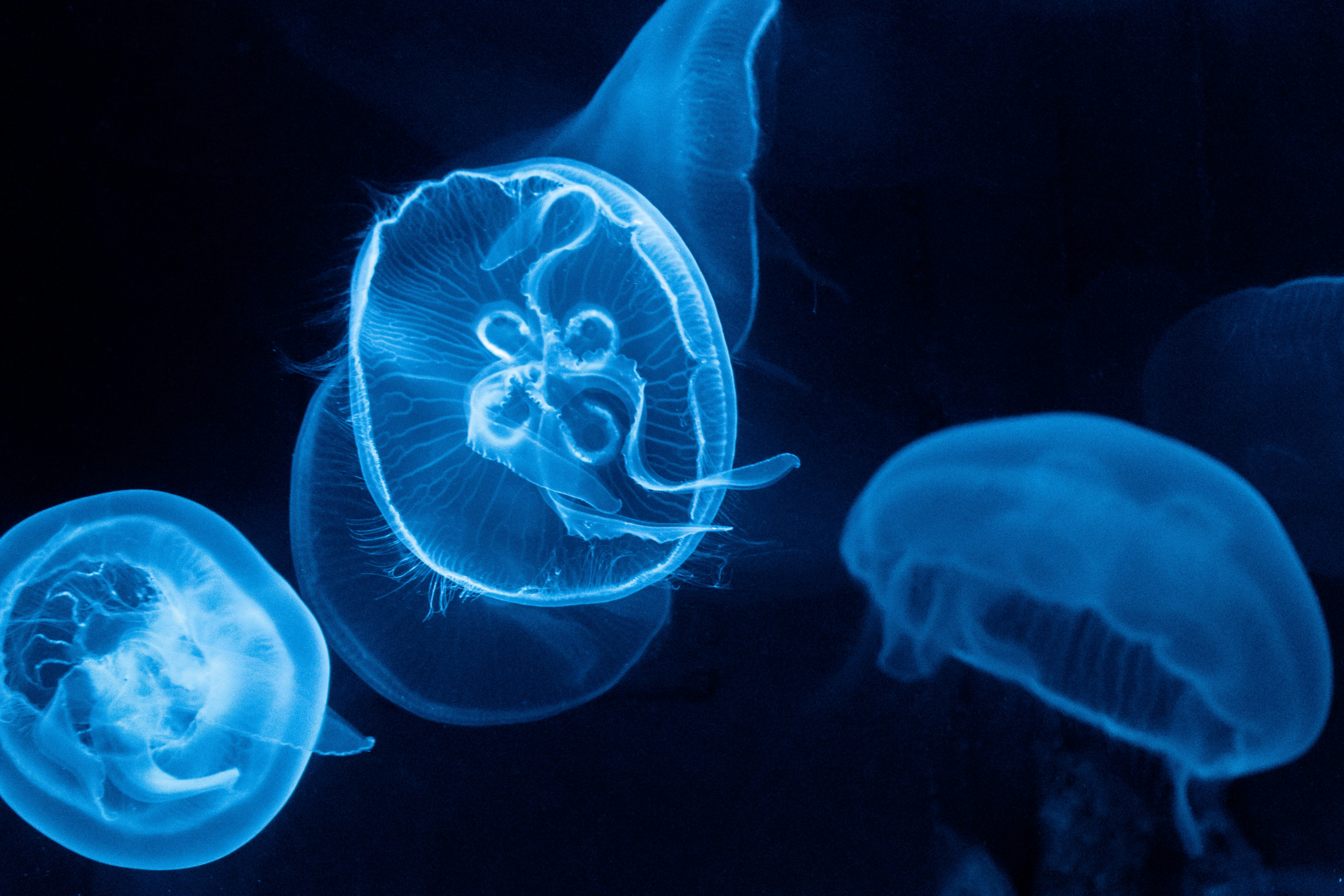 Glowing Blue Moon Jellyfish