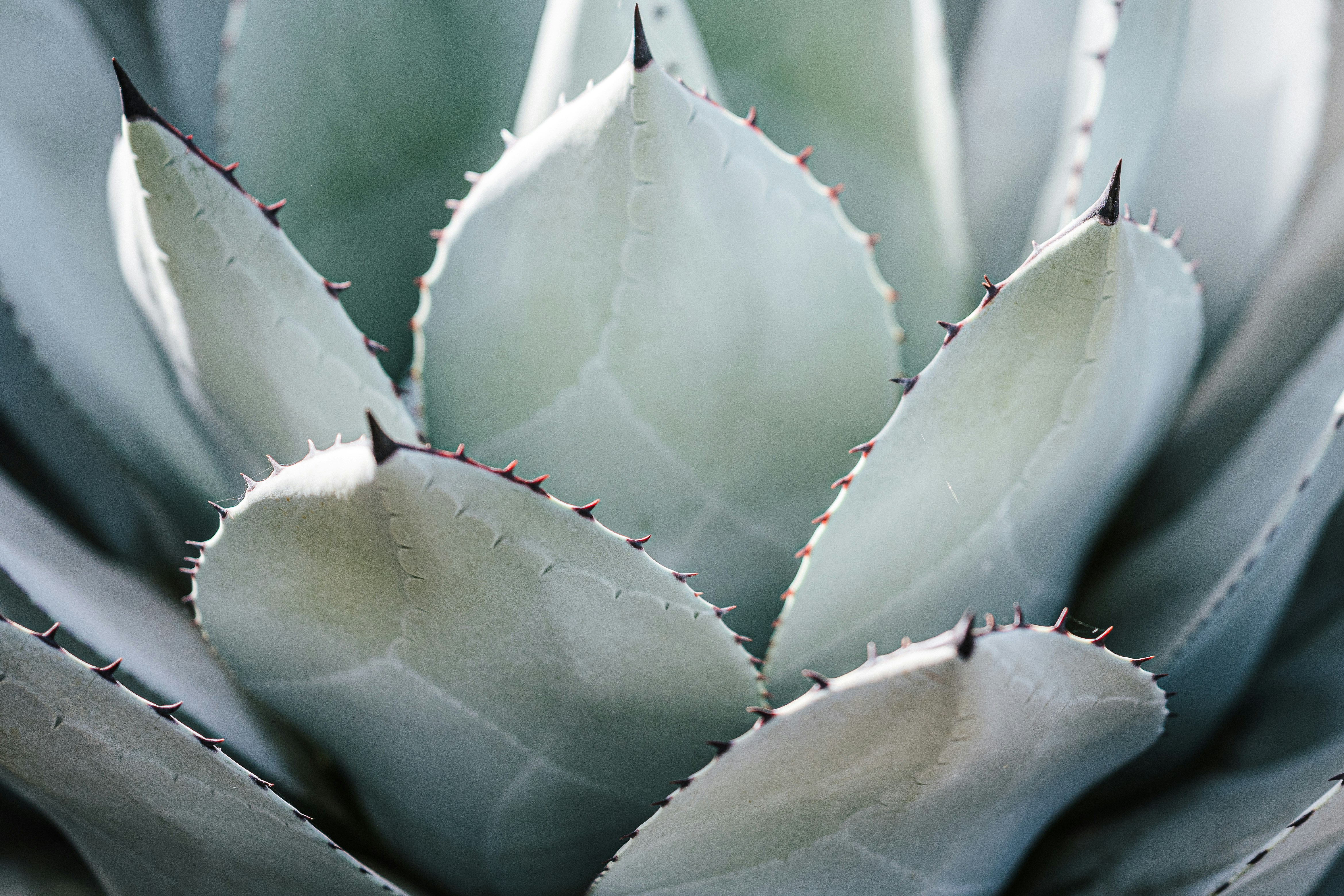 Close-up of Blue Agave