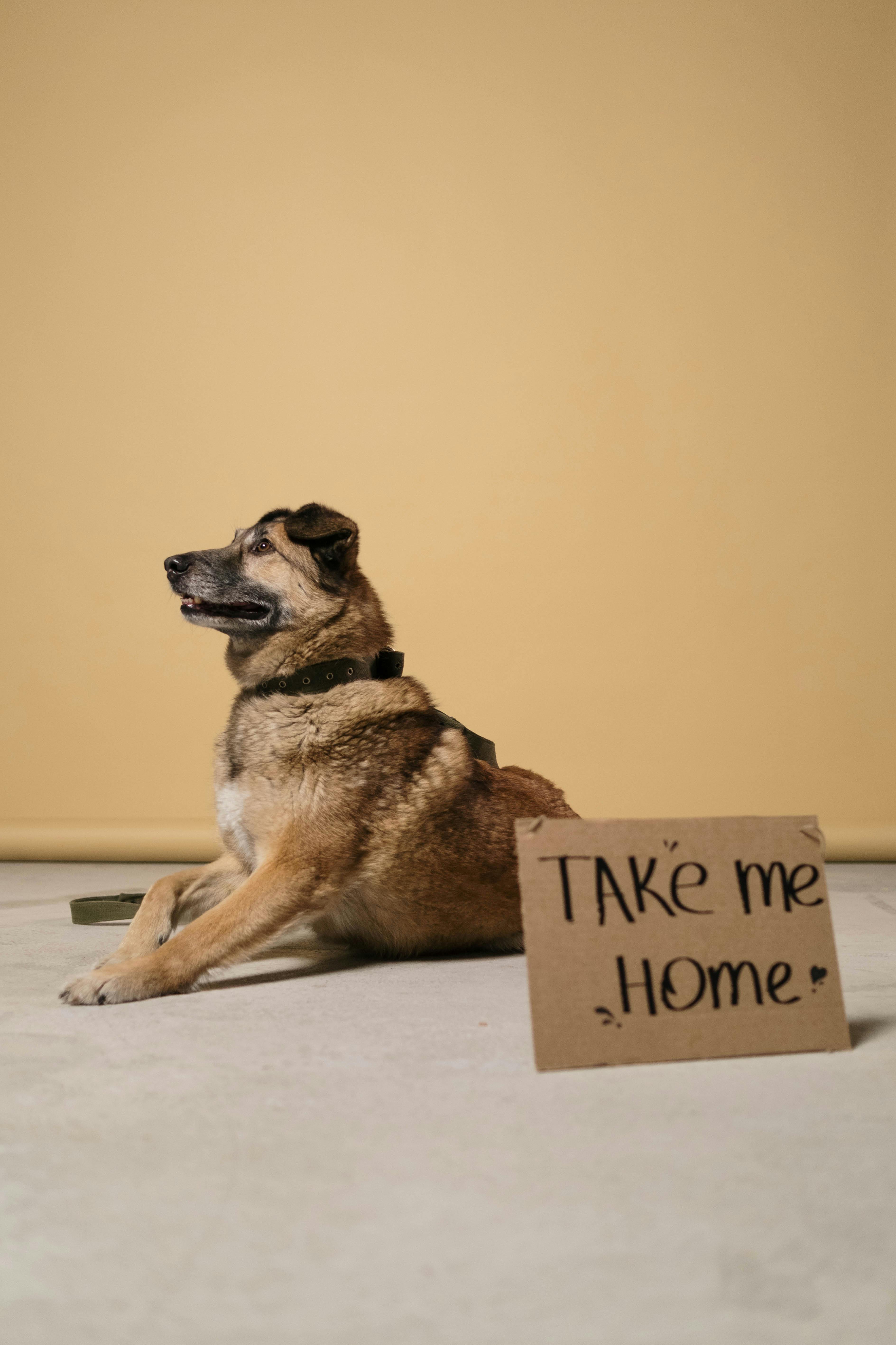 Rescue Dog With Take Me Home Sign
