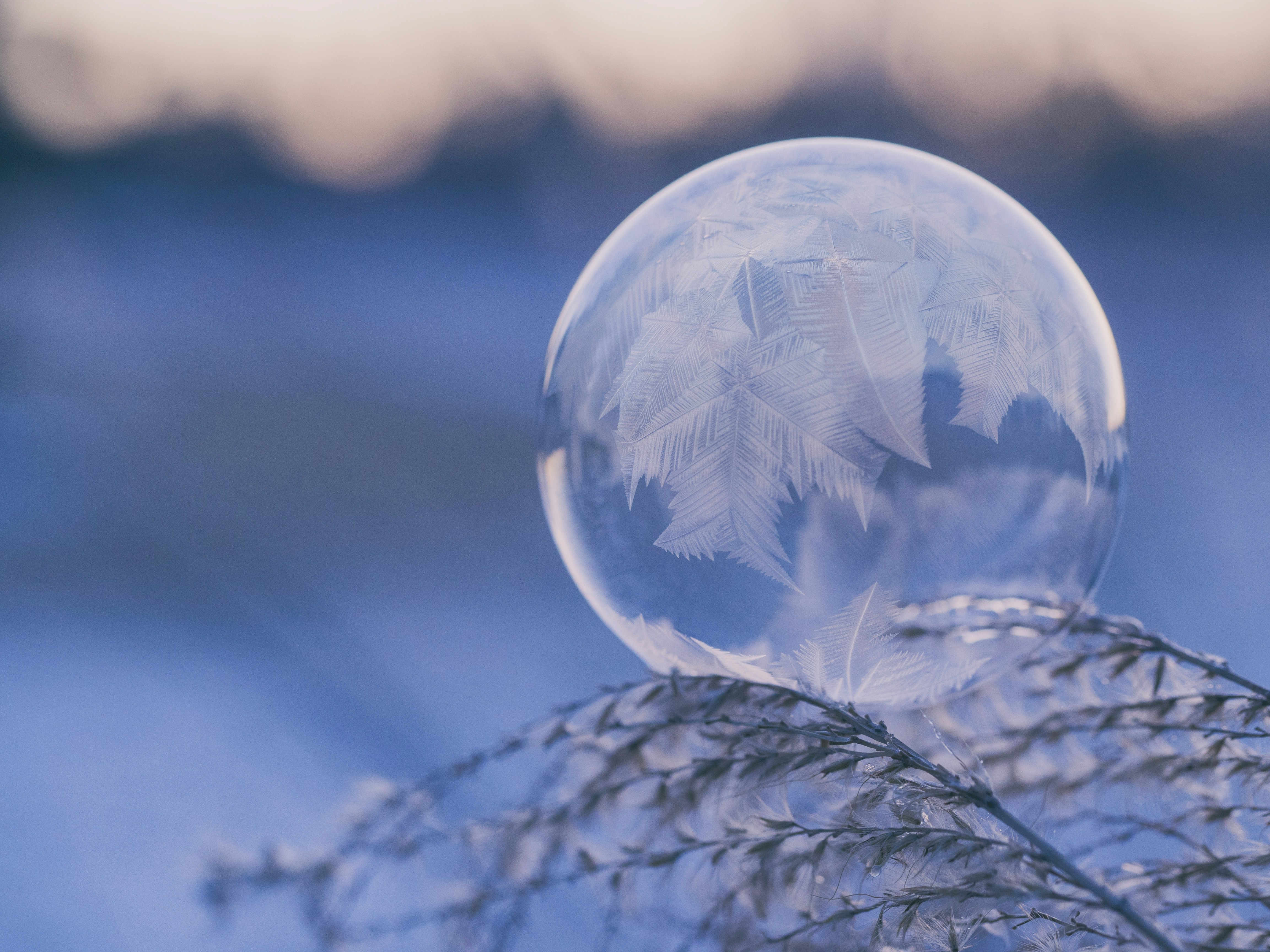 Frozen Bubble on Frosted Grass