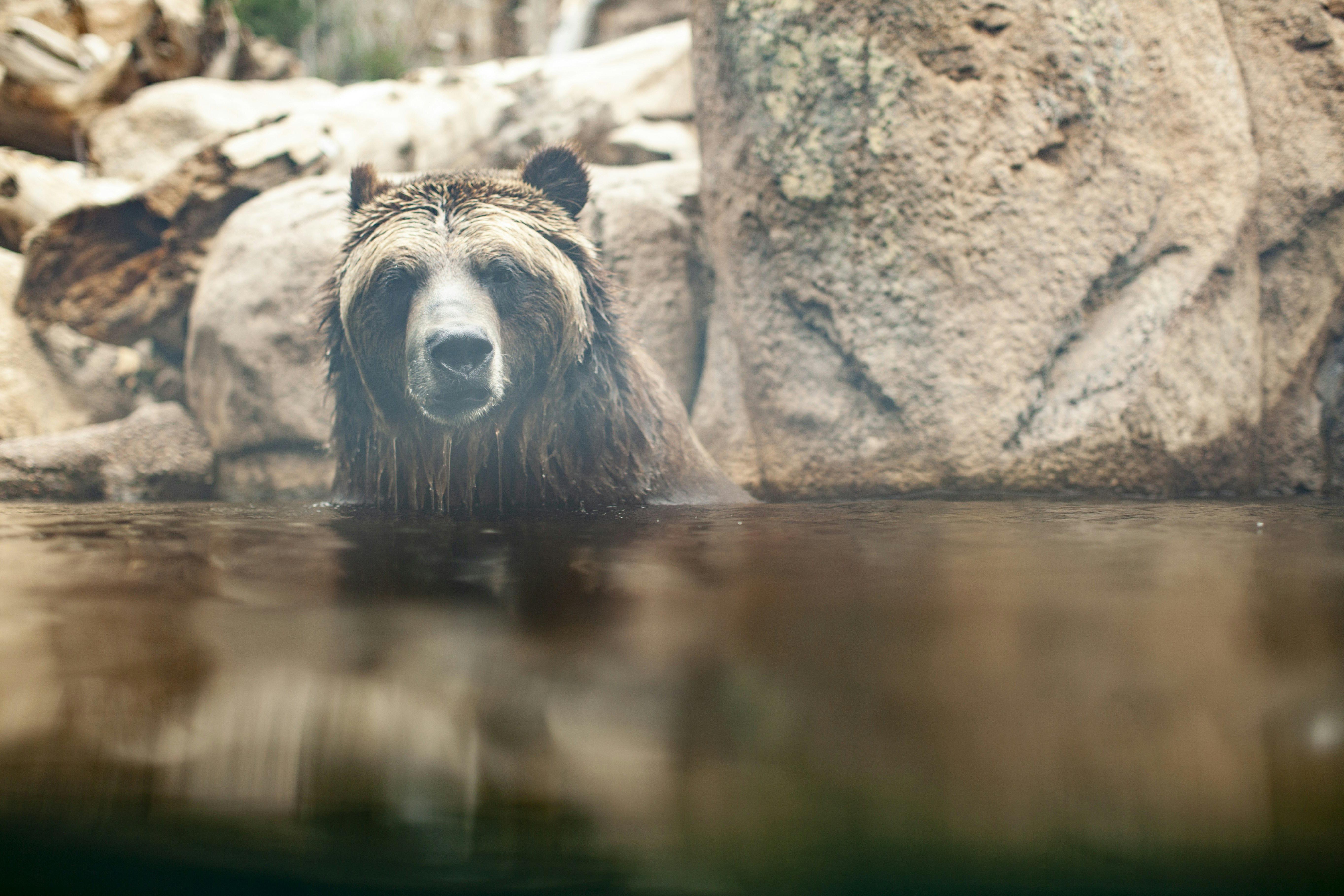 Grizzly Bear Soaking in Water