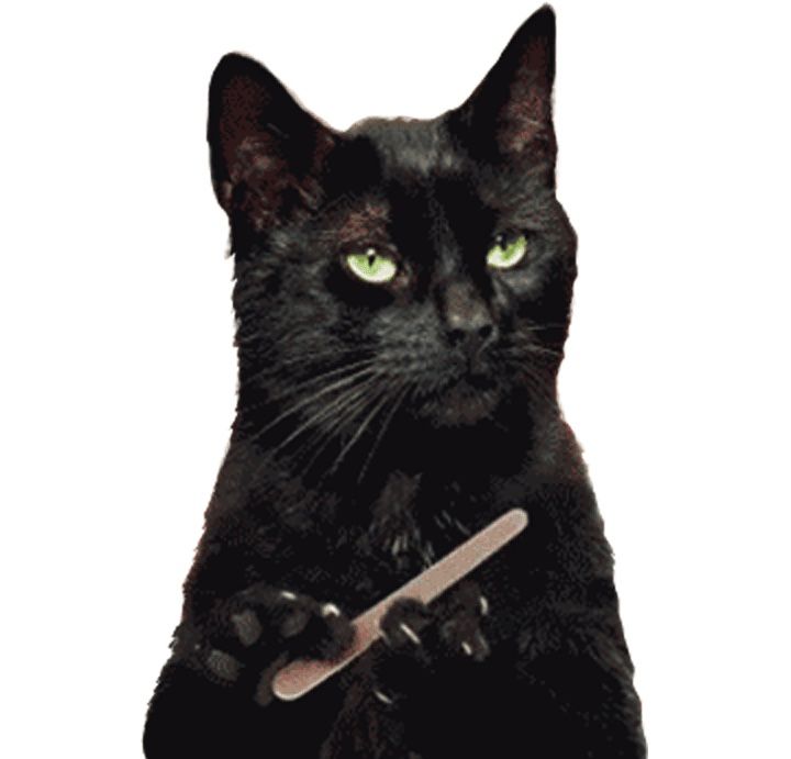 Black Cat Filing Nails — Stickers