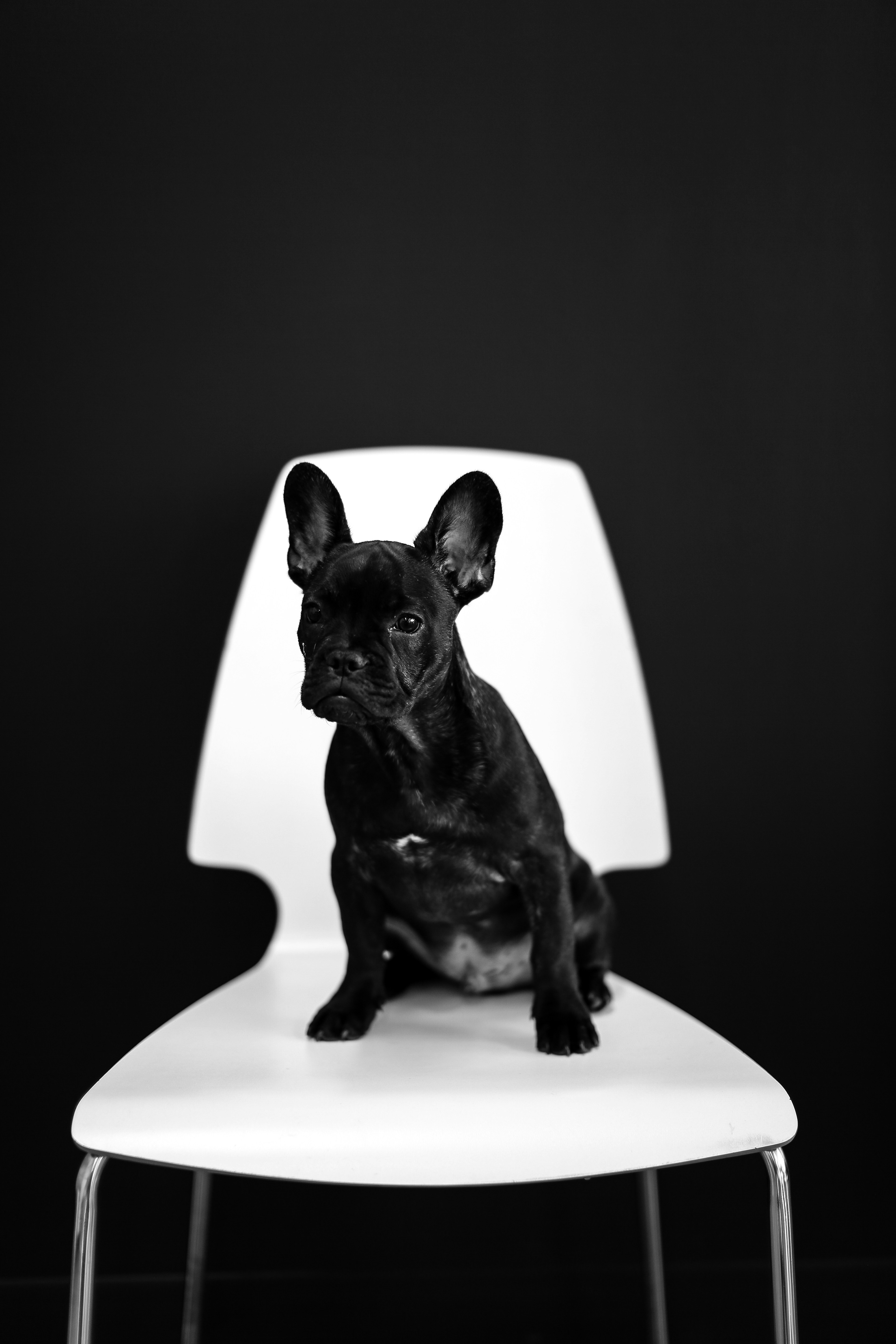 Black French Bulldog on White Chair