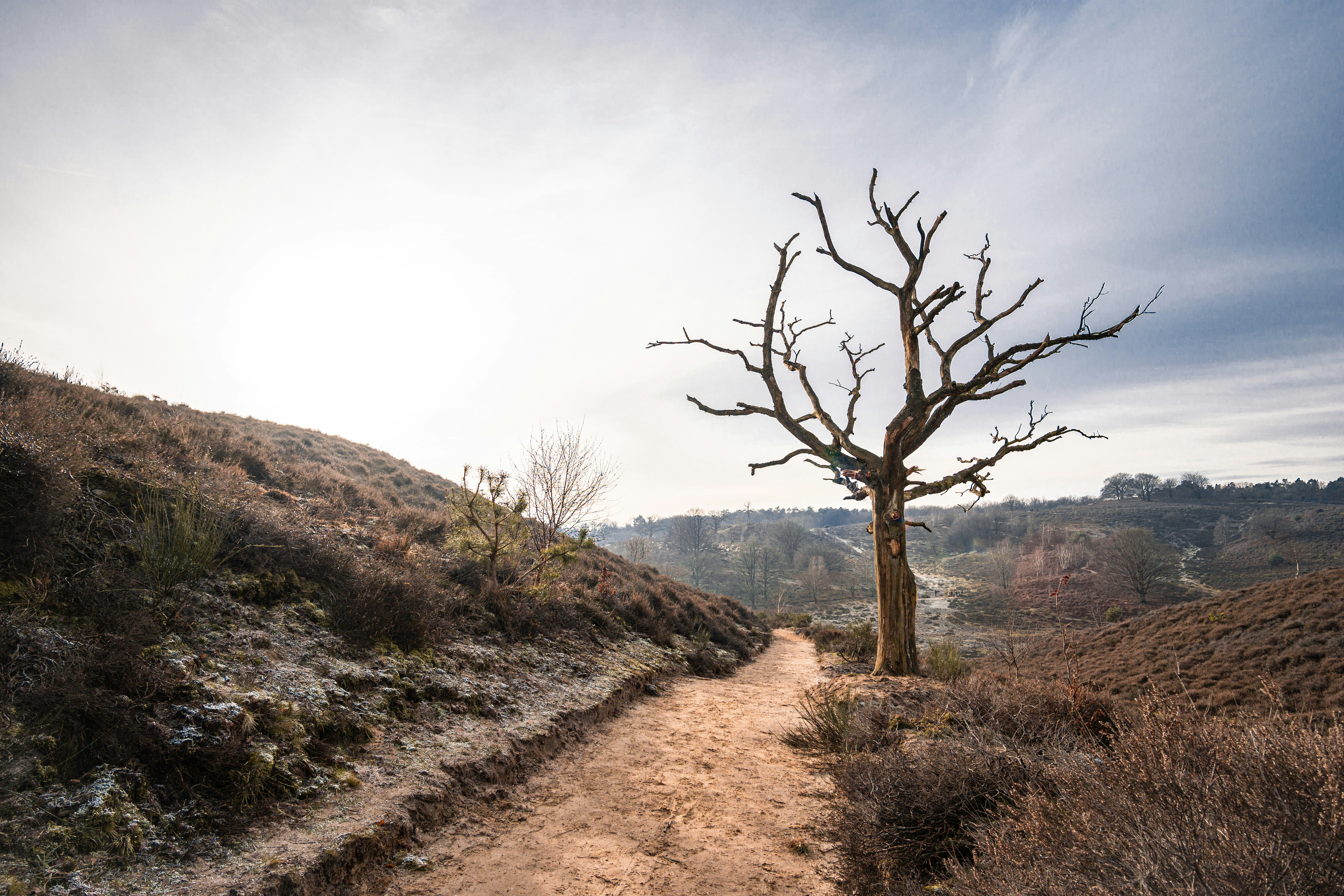 Dead Tree Beside Hillside Dirt Path