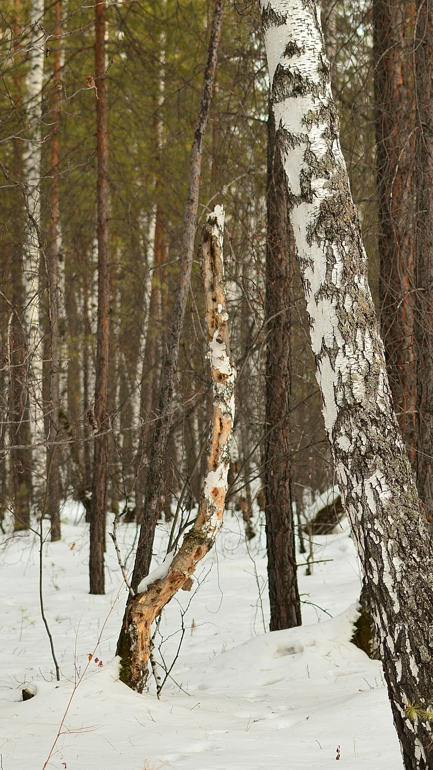 Wallpapers