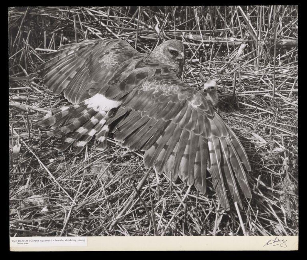 Female Hen Harrier Shielding Young
