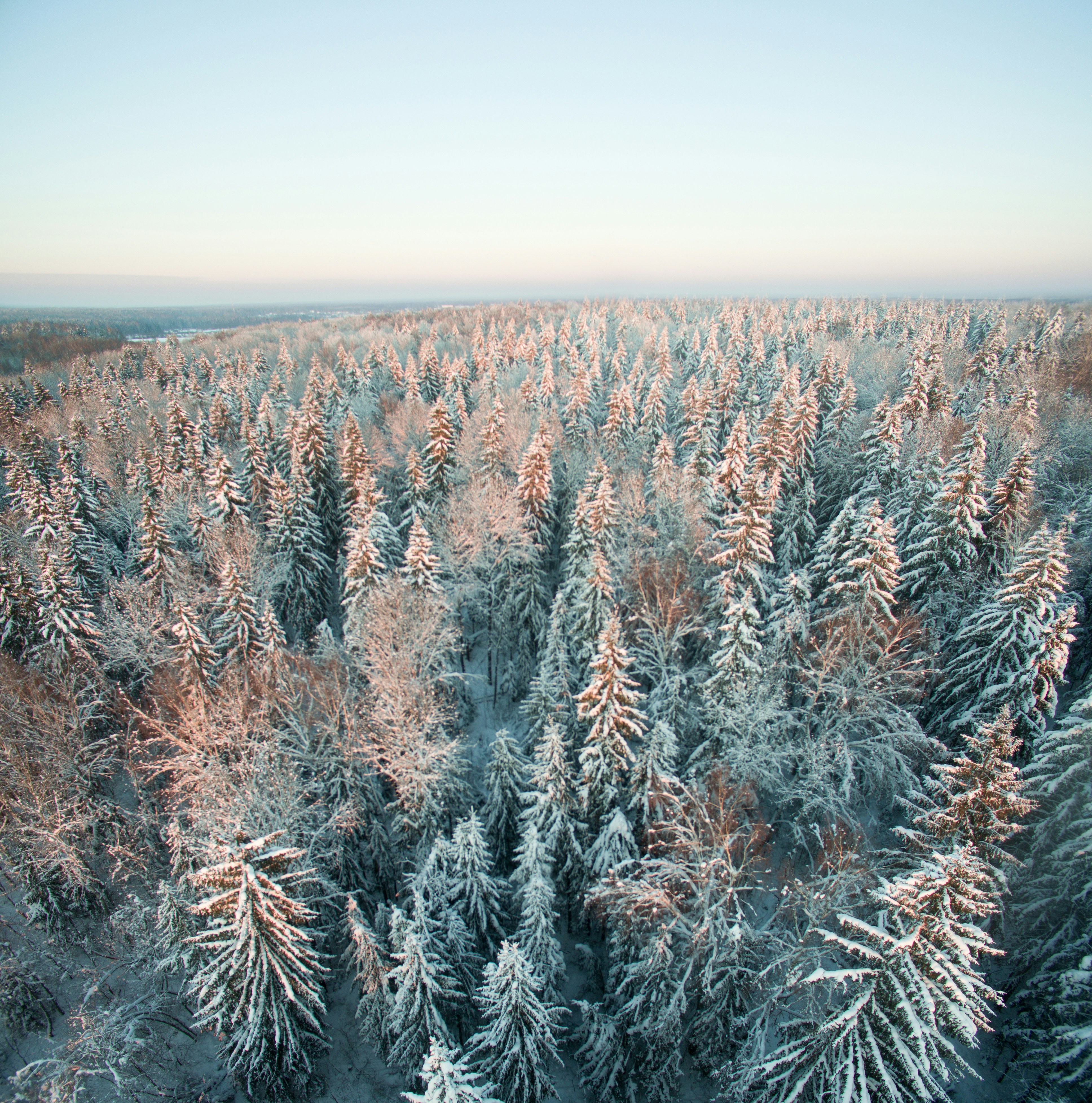 Aerial View of Snow-covered Forest
