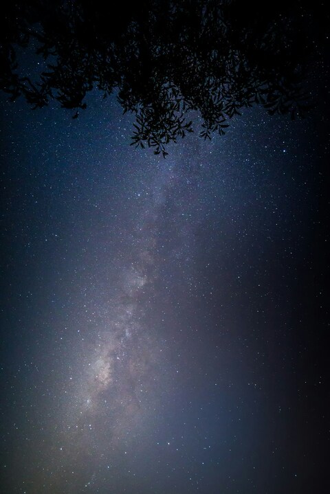 Night Sky Milky Way with Tree Canopy