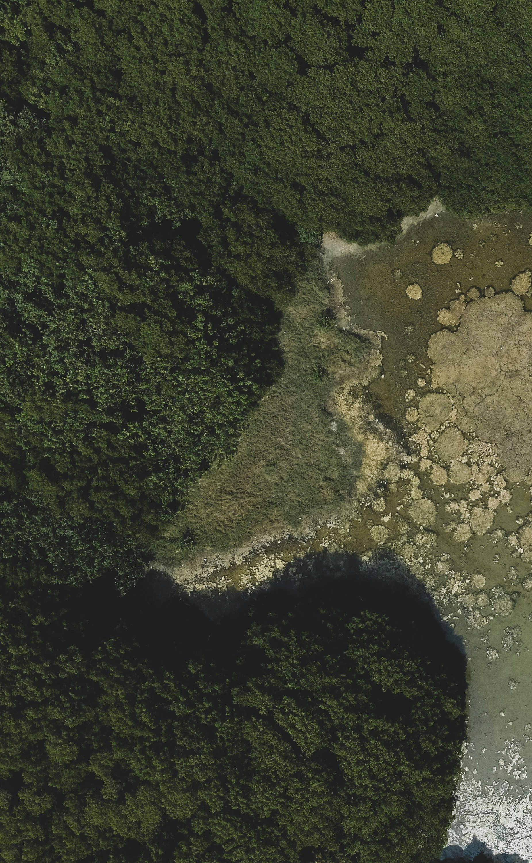 Aerial View of Forest and Wetland