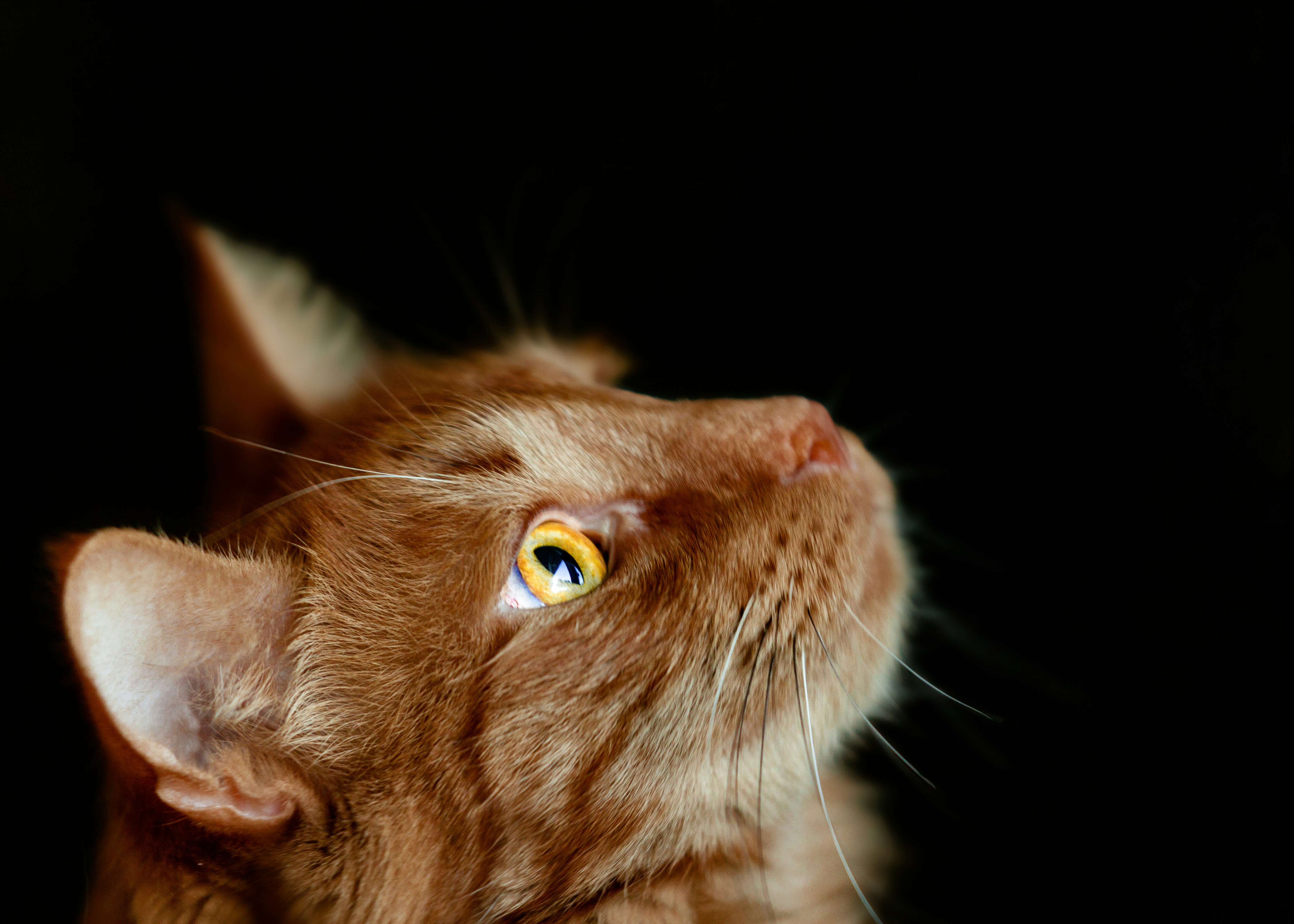 Ginger Cat Looking Upward