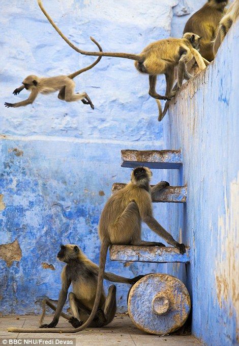 Langur Monkeys Playing Around Wooden Ladder