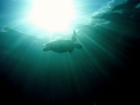 Underwater Silhouette of Sea Turtle
