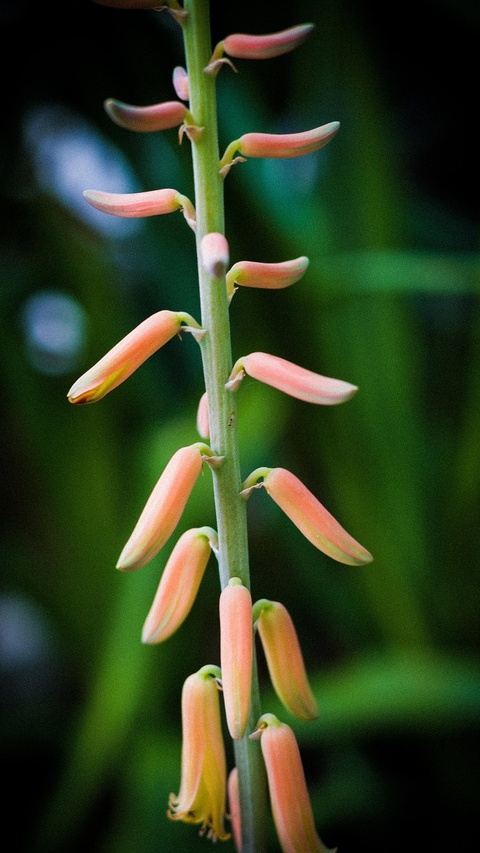 Peach Aloe Vera Flower Stalk