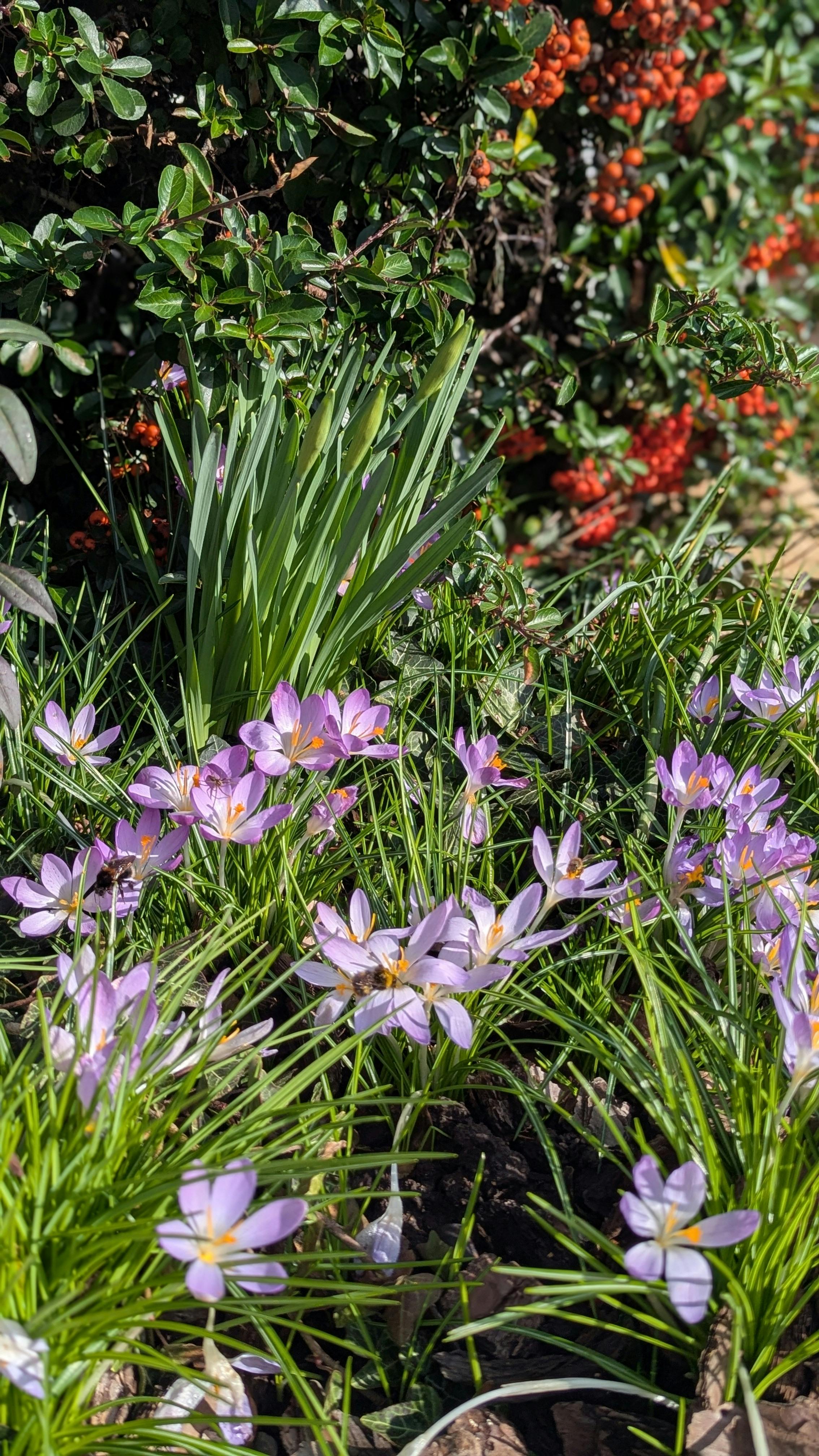 Purple Crocuses Blooming in Garden