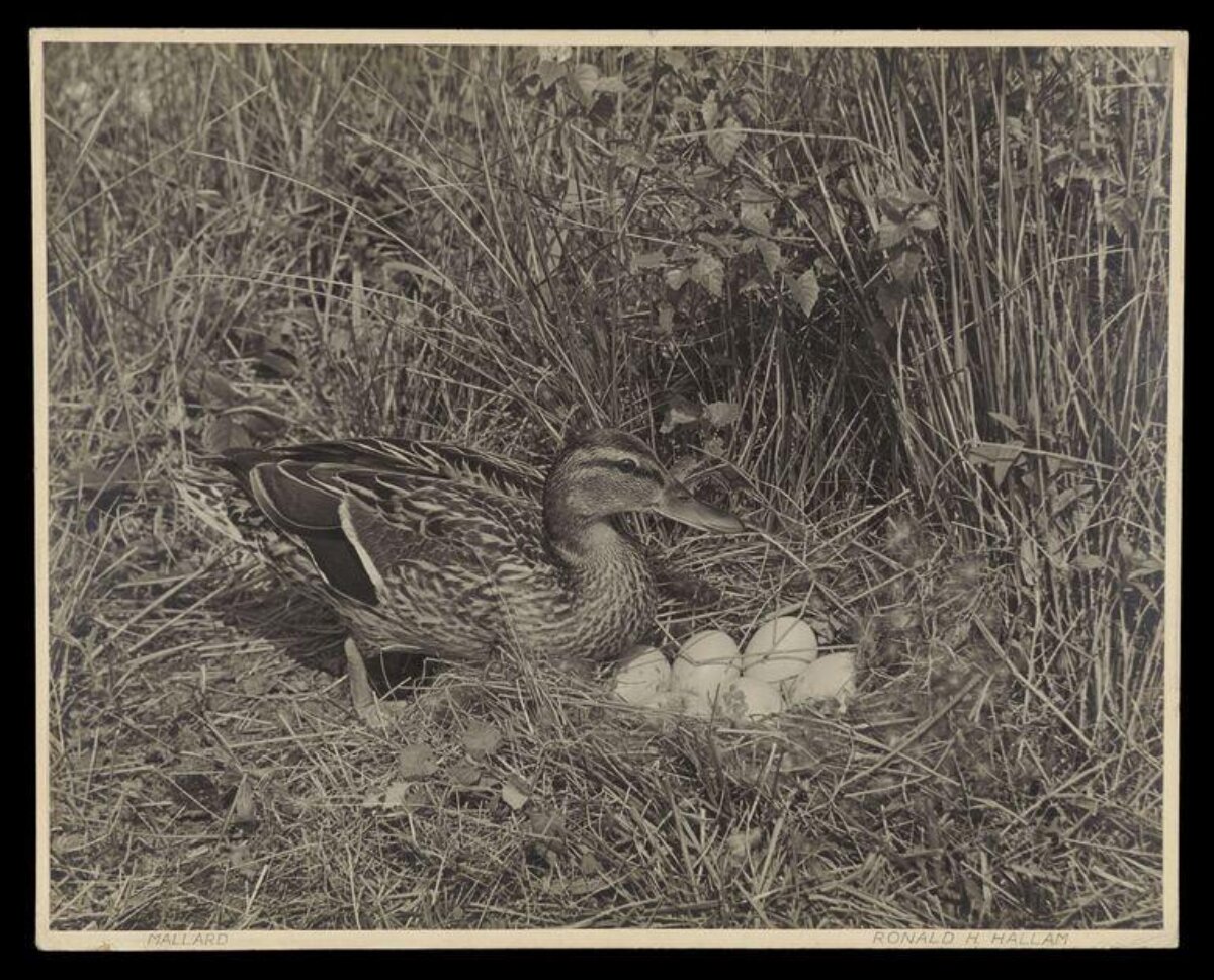Mallard Duck on Nest With Eggs