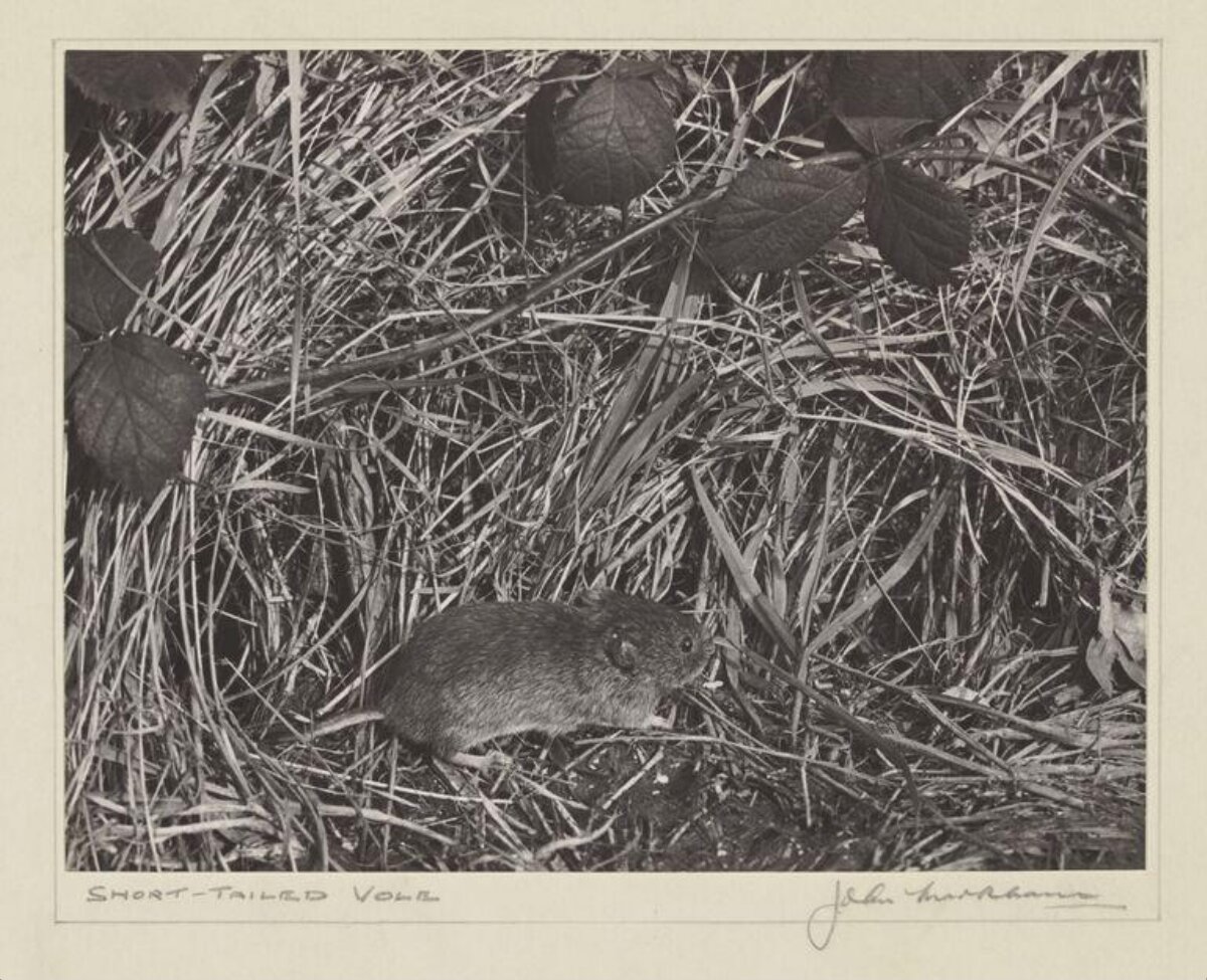 Short-tailed Vole in Dry Grass