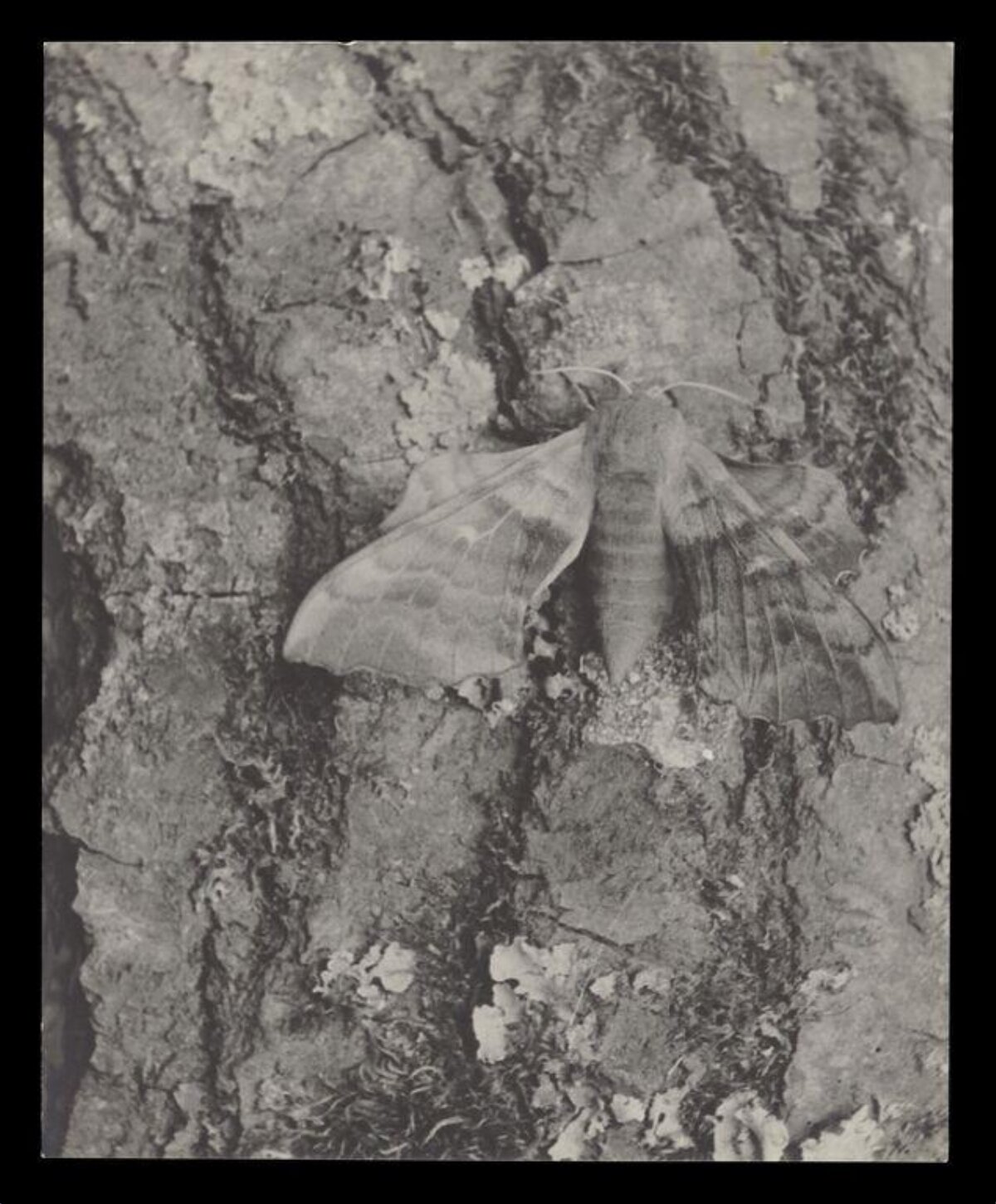 Moth Camouflaged on Tree Bark