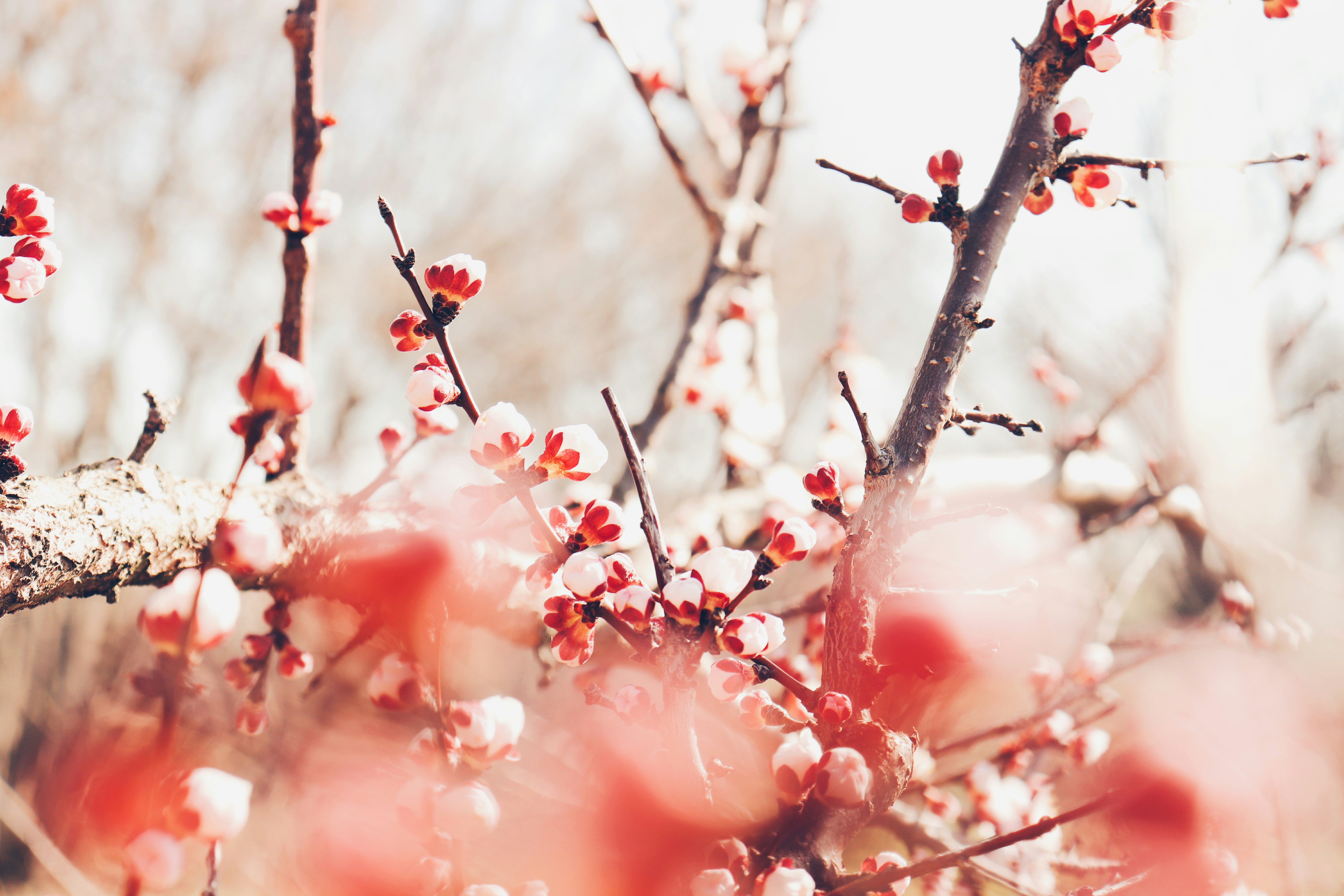 Apricot Flower Buds in Early Spring