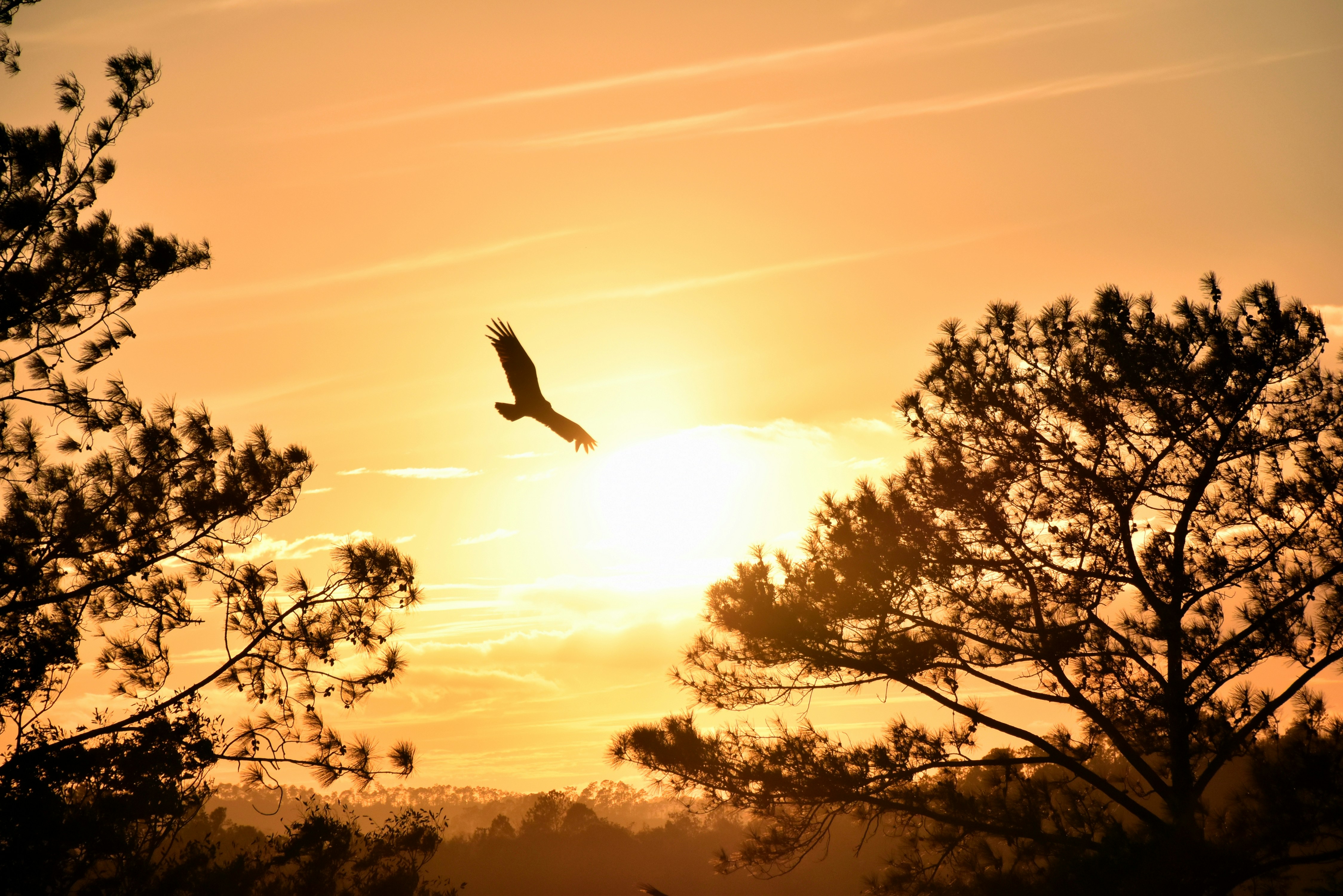 Flying Bird at Sunset Between Pines