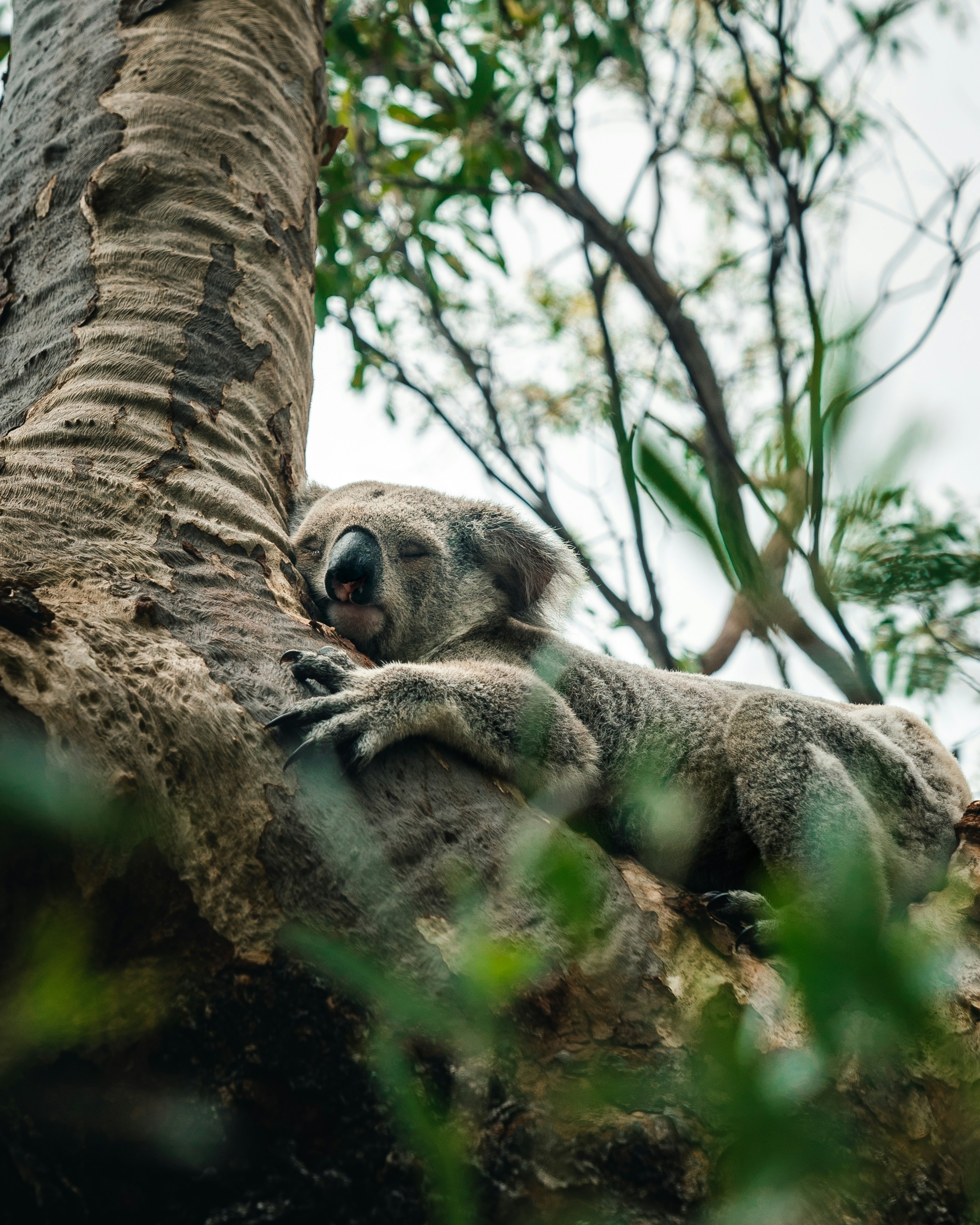 Sleeping Koala on Tree Trunk