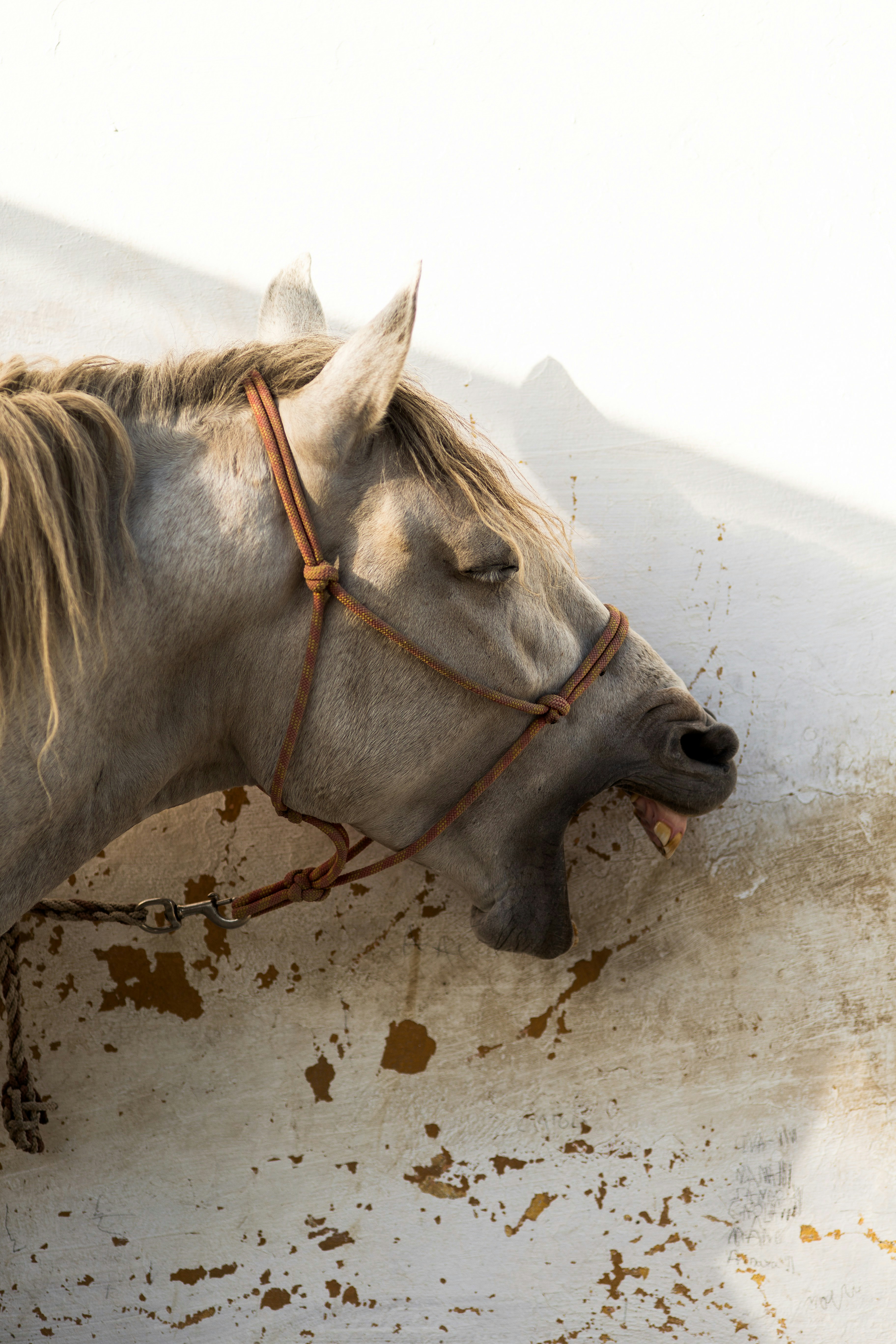 Yawning Gray Horse Against Peeled Wall