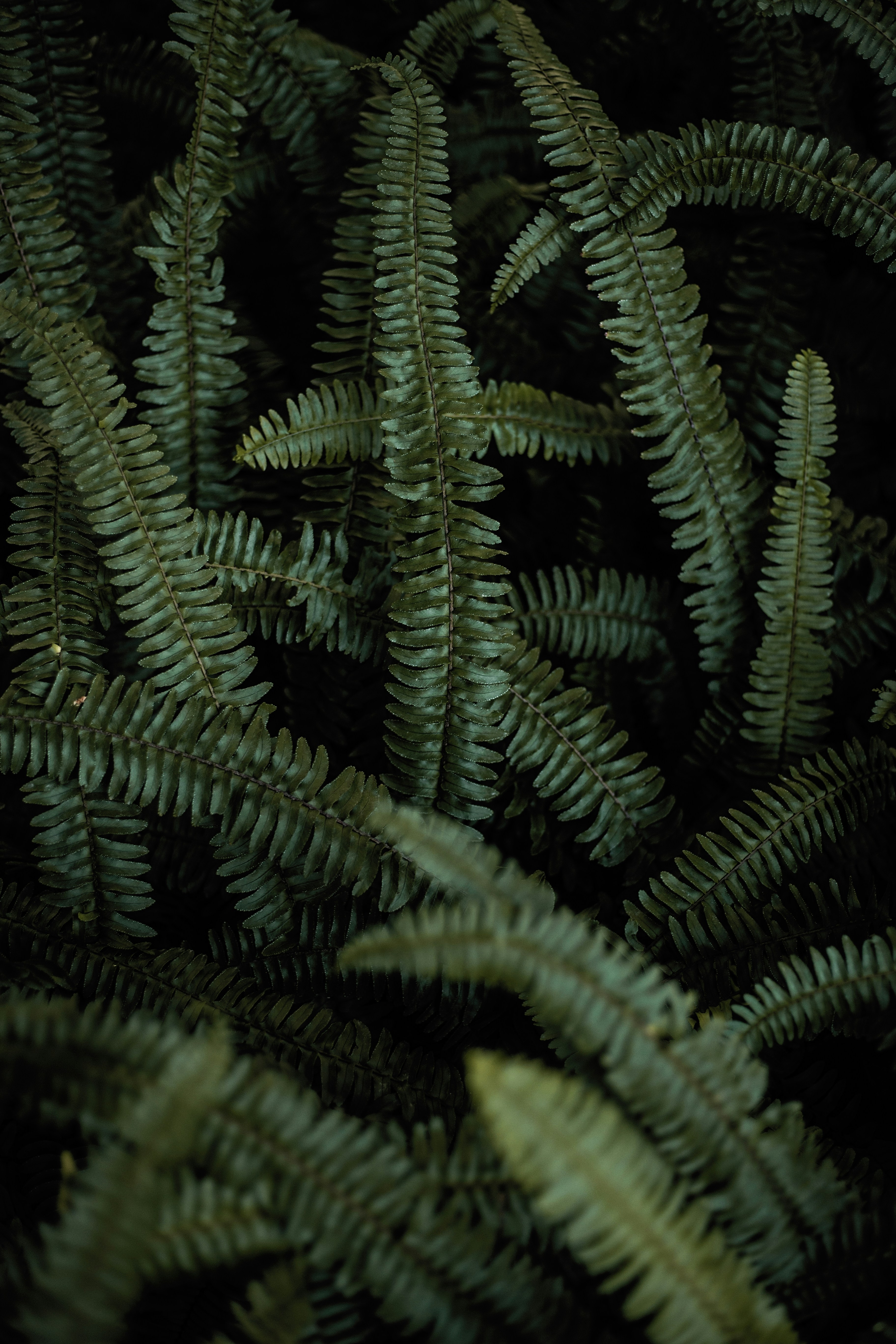 Close Up of Dense Fern Fronds