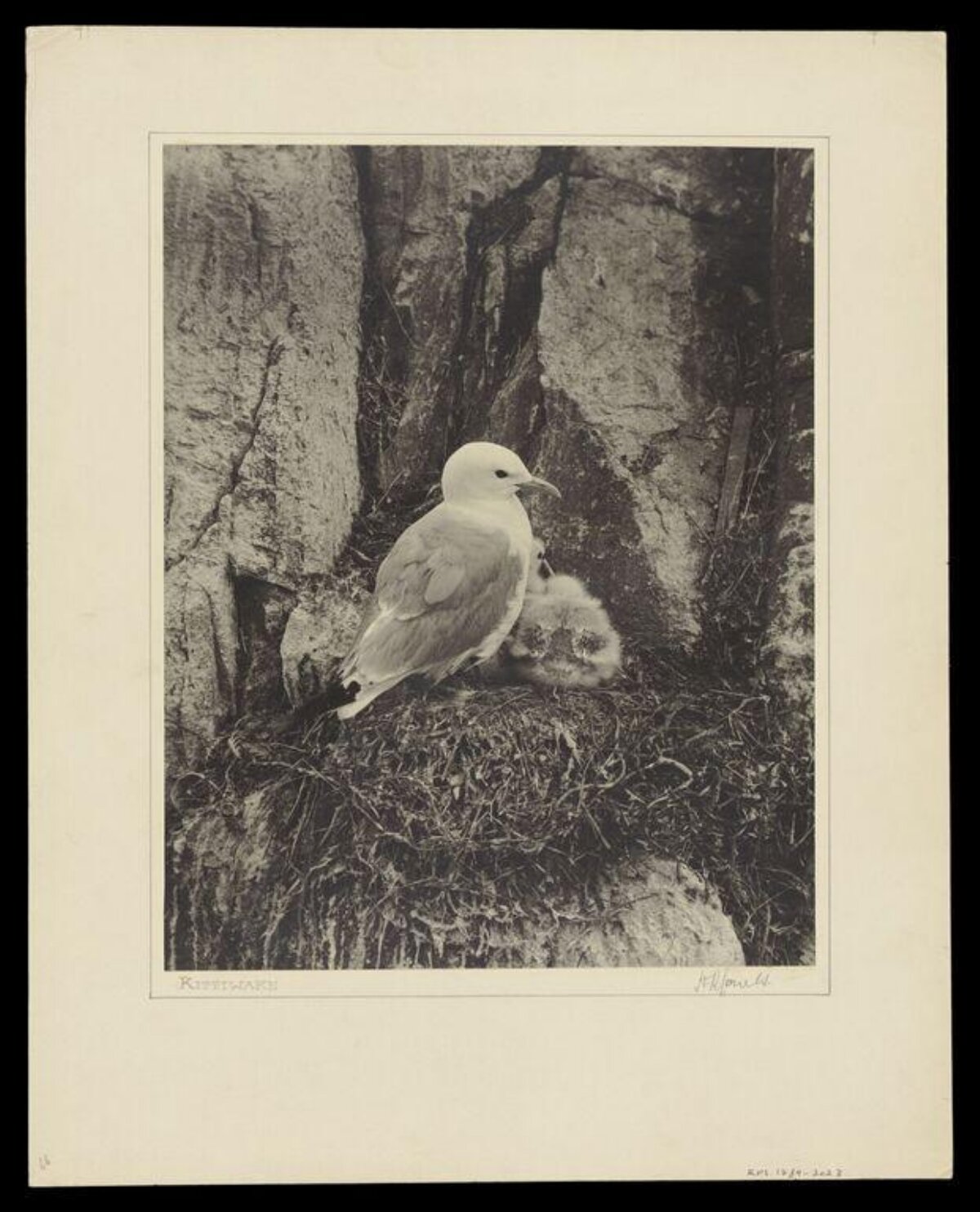 Kittiwake and Chick on Cliff Nest