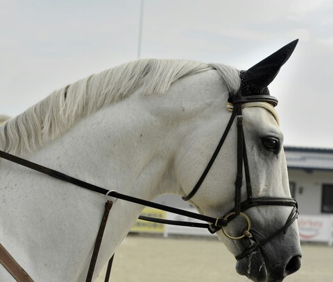 Side Profile of White Equestrian Horse