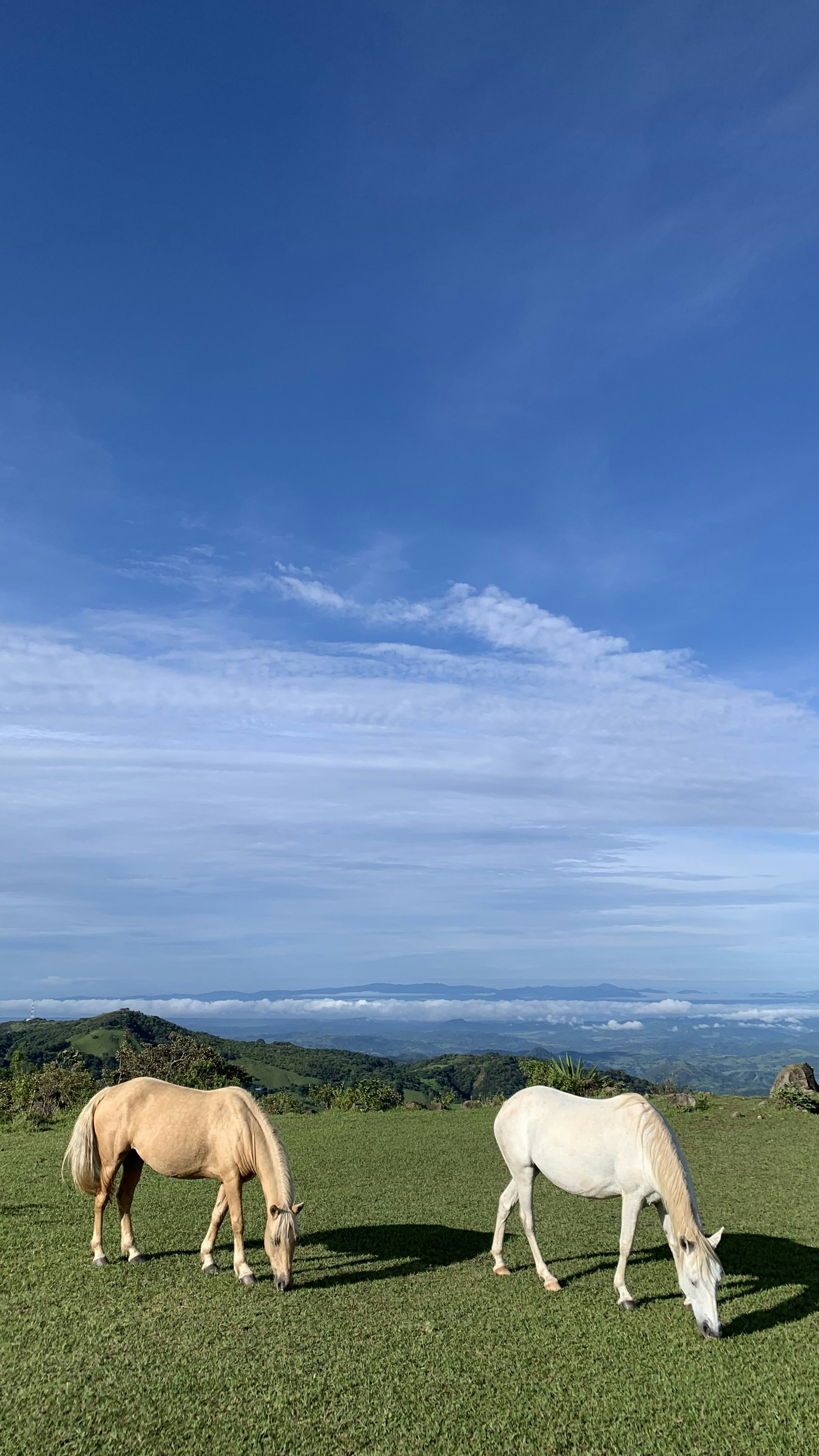 Two Horses Grazing on Mountain Pasture