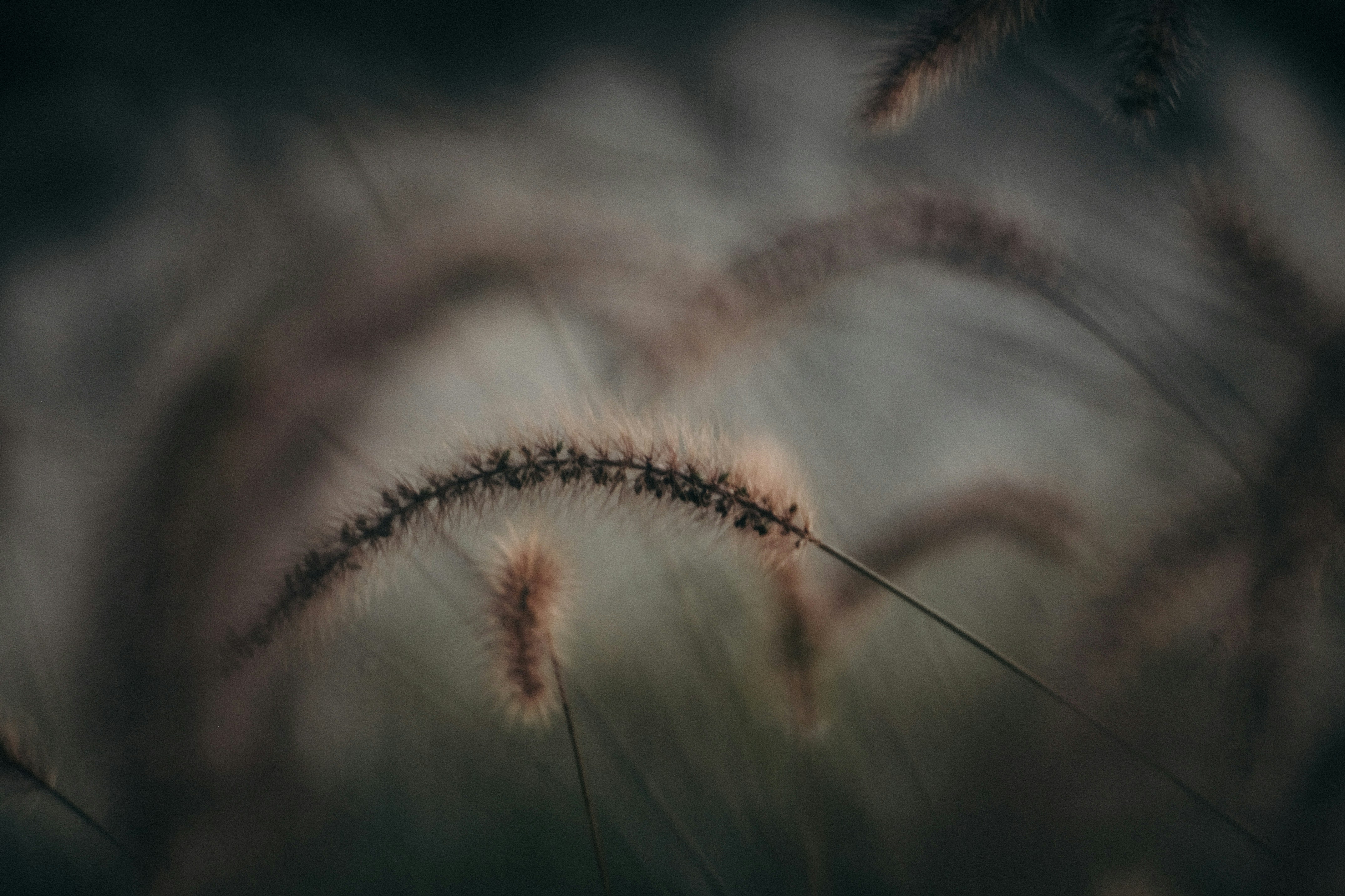 Close-up of Wild Foxtail Grass