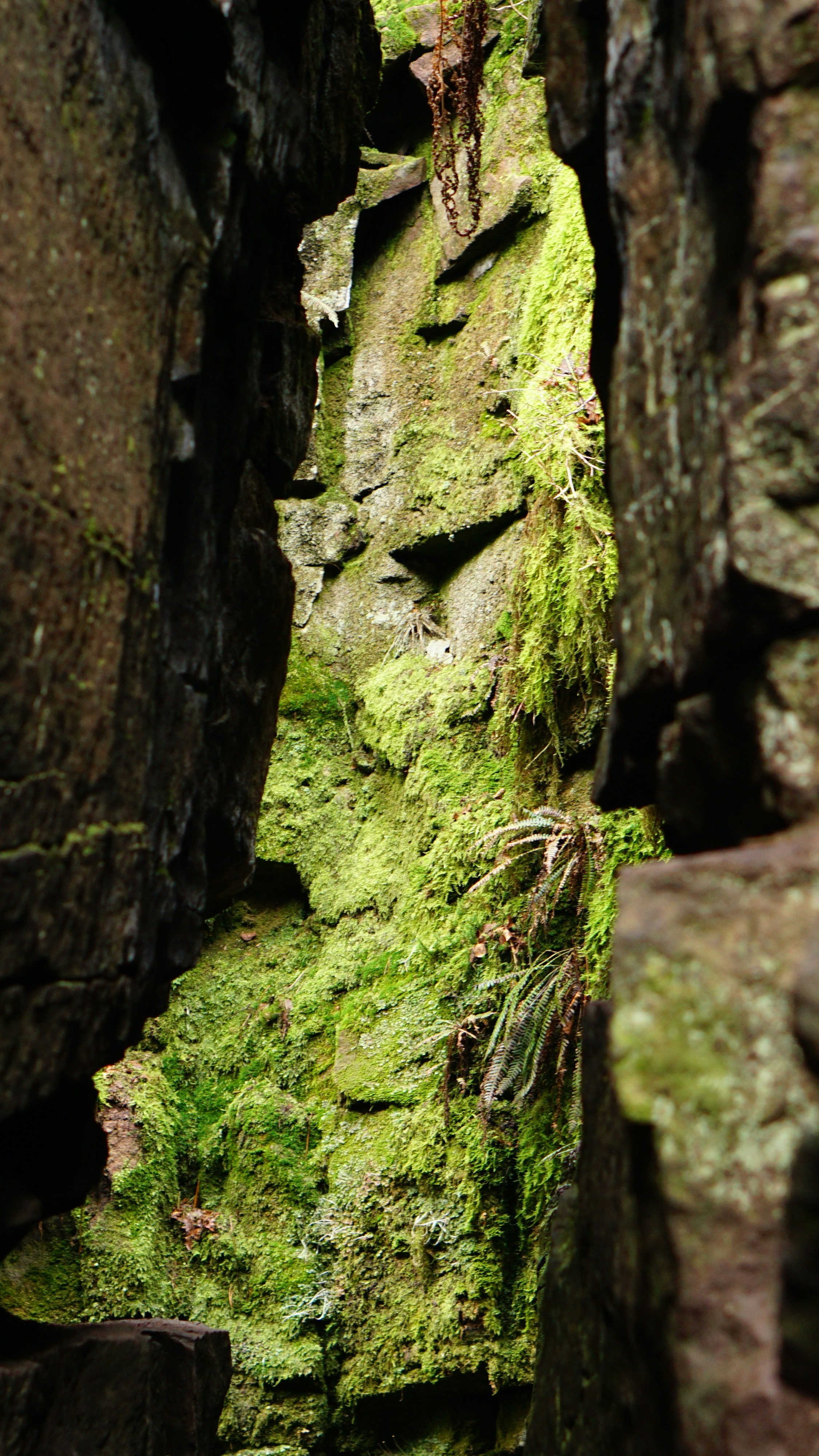 Moss Covered Narrow Rock Crevice