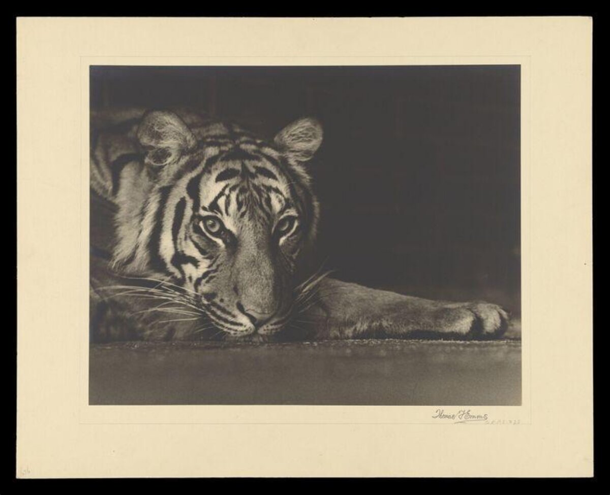 Vintage Portrait of Resting Tiger