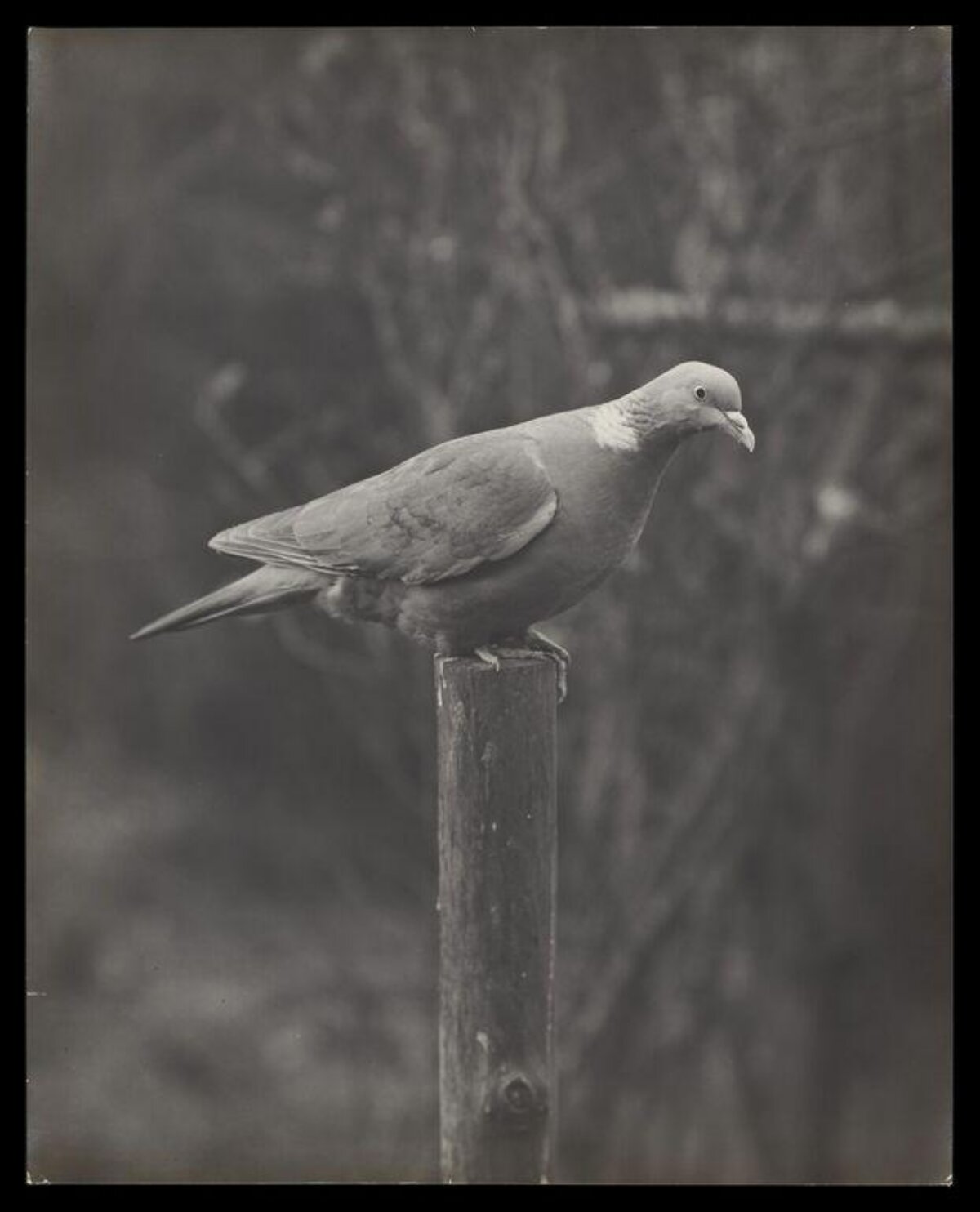 Pigeon Perched on Wooden Post