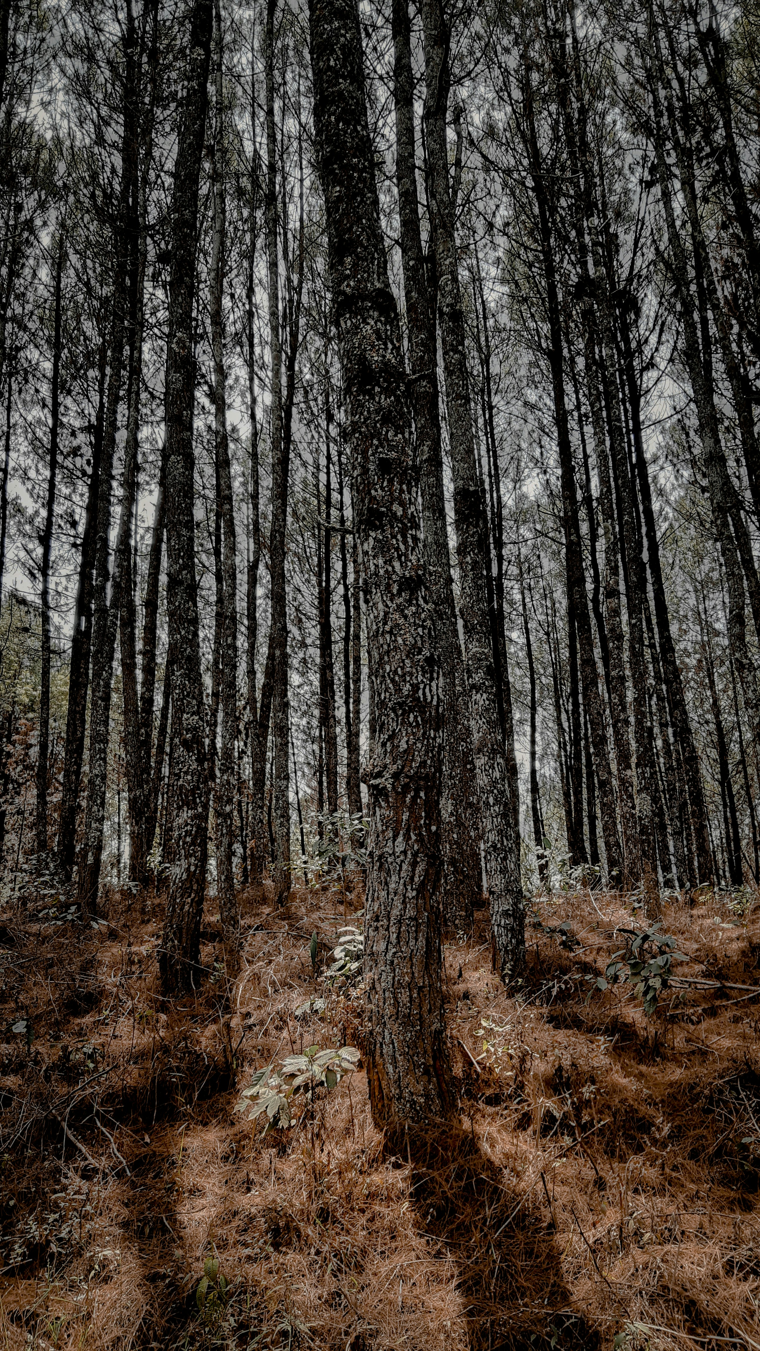 Dense Tall Pine Forest