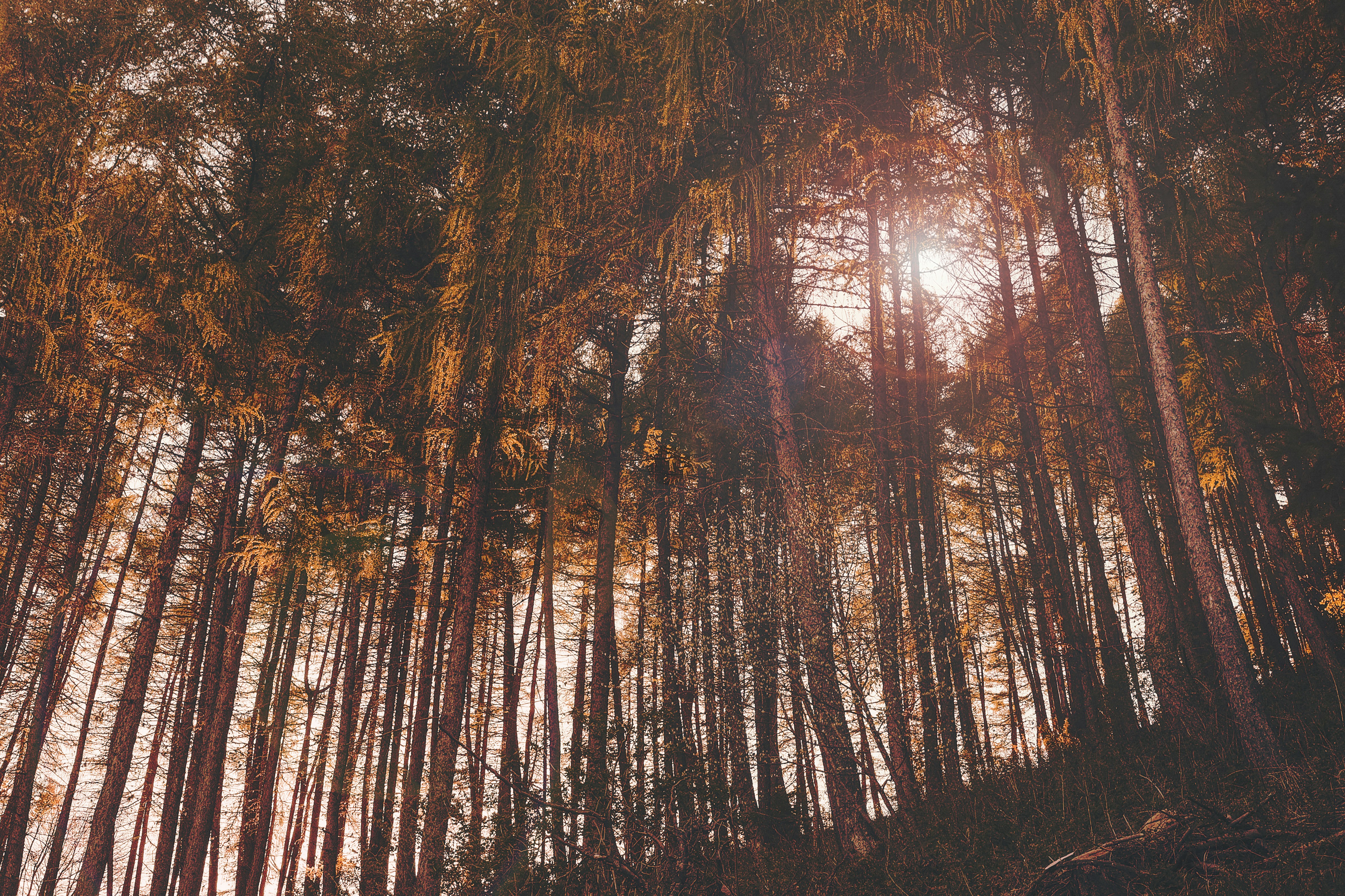 Autumn Forest With Sunbeams