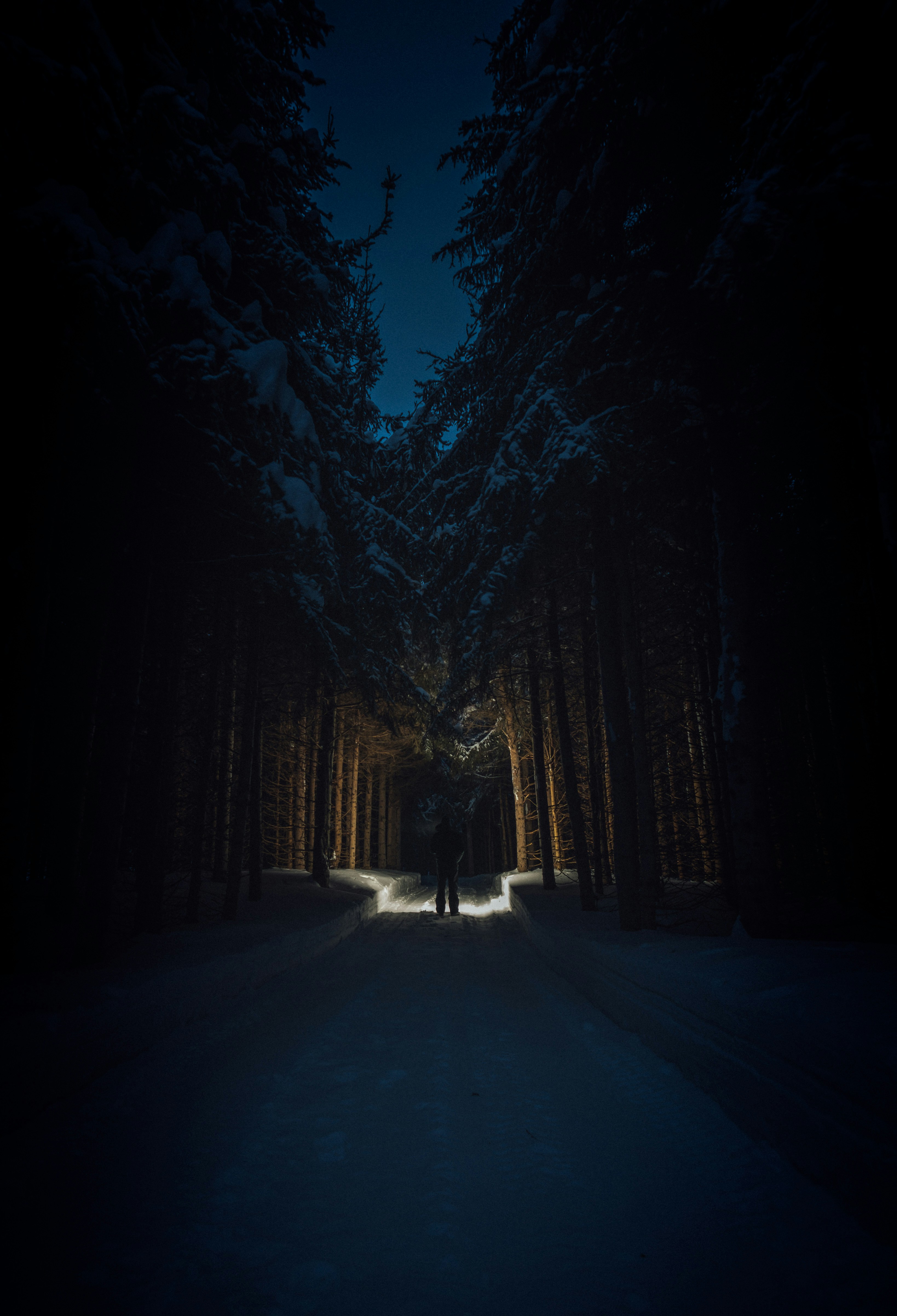 Night Snowy Forest Path