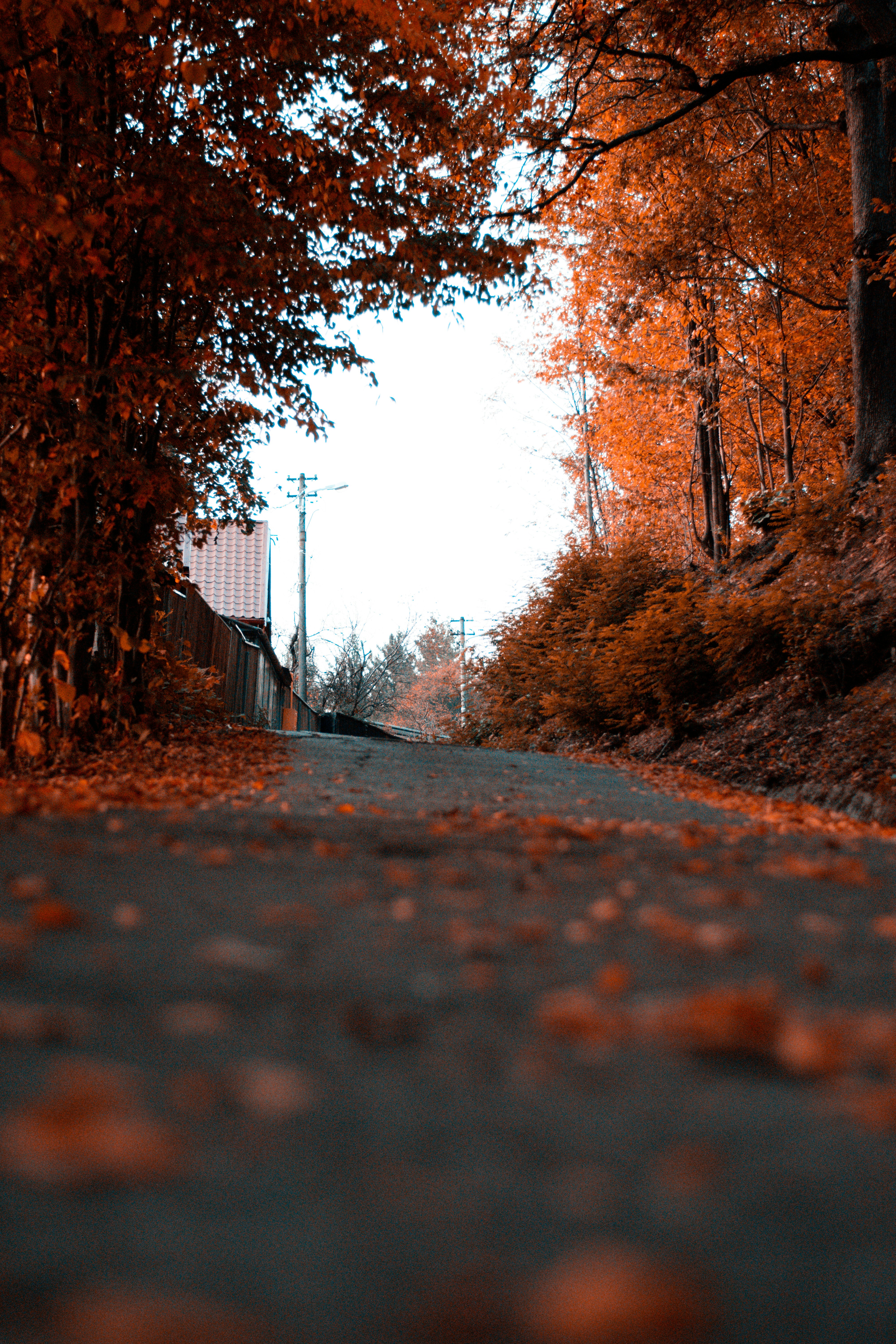 Autumn Country Road