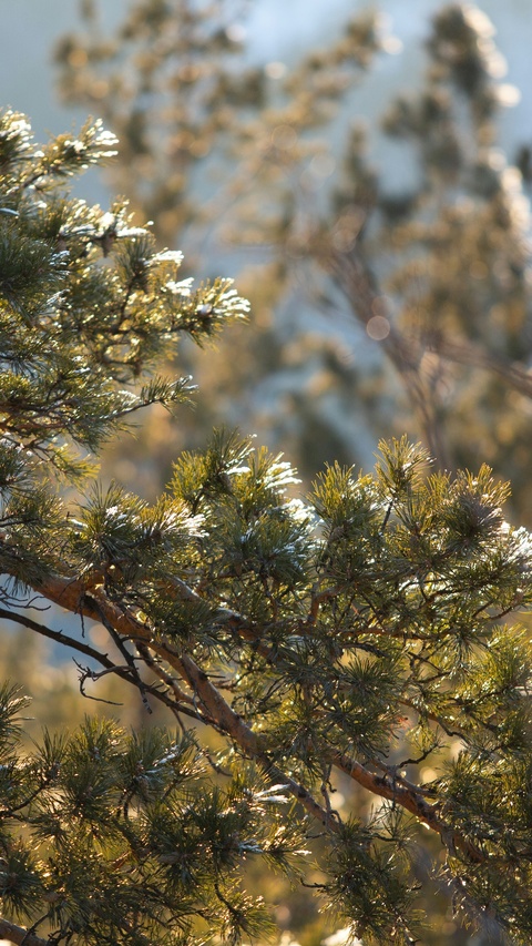 Sunlit Snow-Dusted Pine Branches