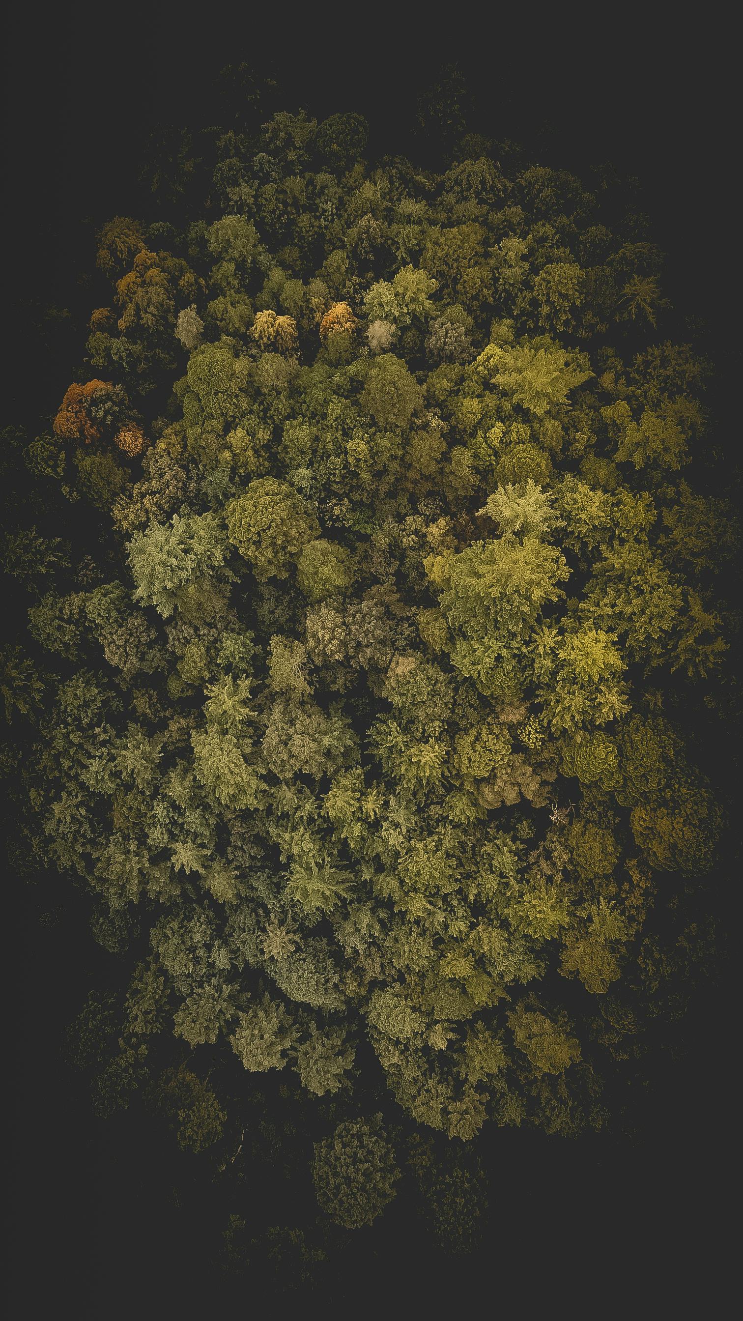 Wallpapers