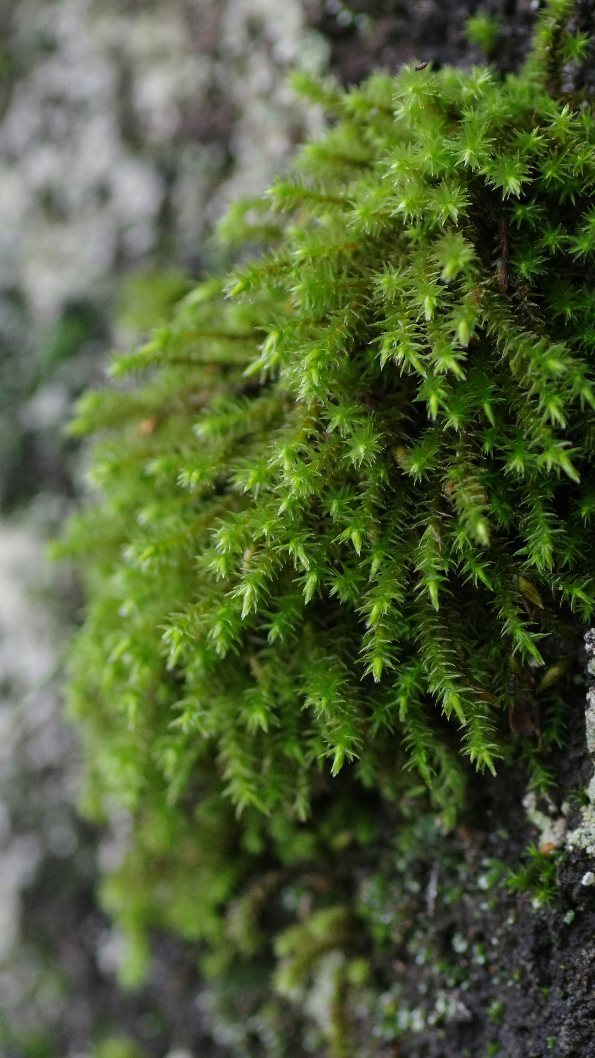 Forest & Flora