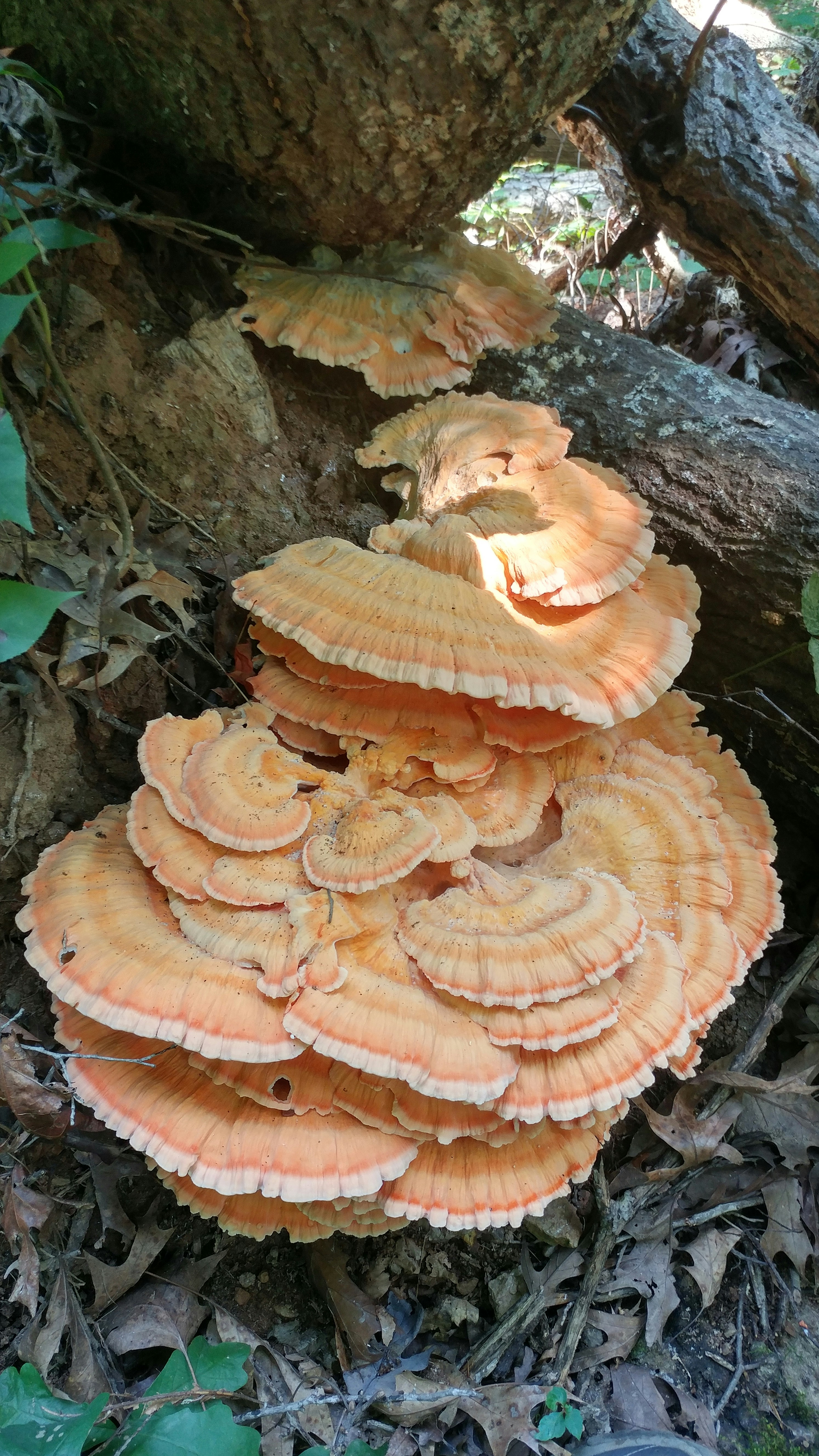 Large Chicken of the Woods Fungi Cluster