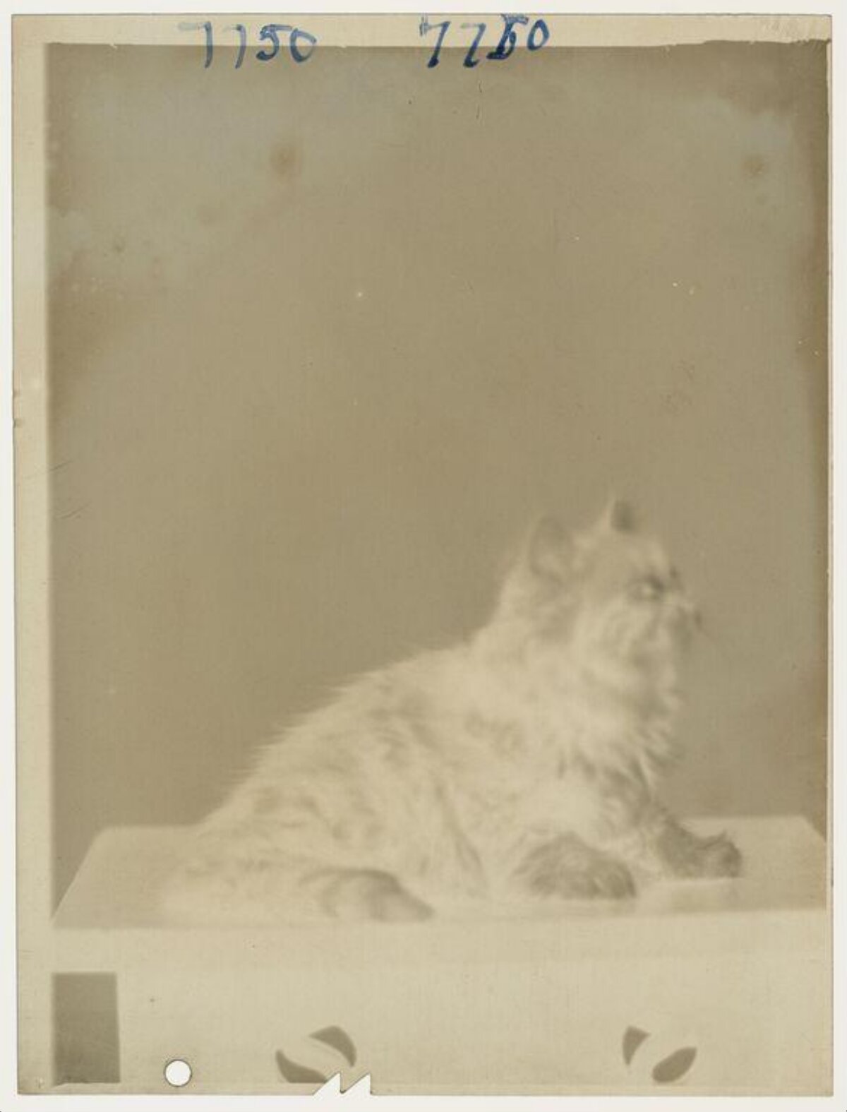 Vintage Photo of Sitting Fluffy Cat