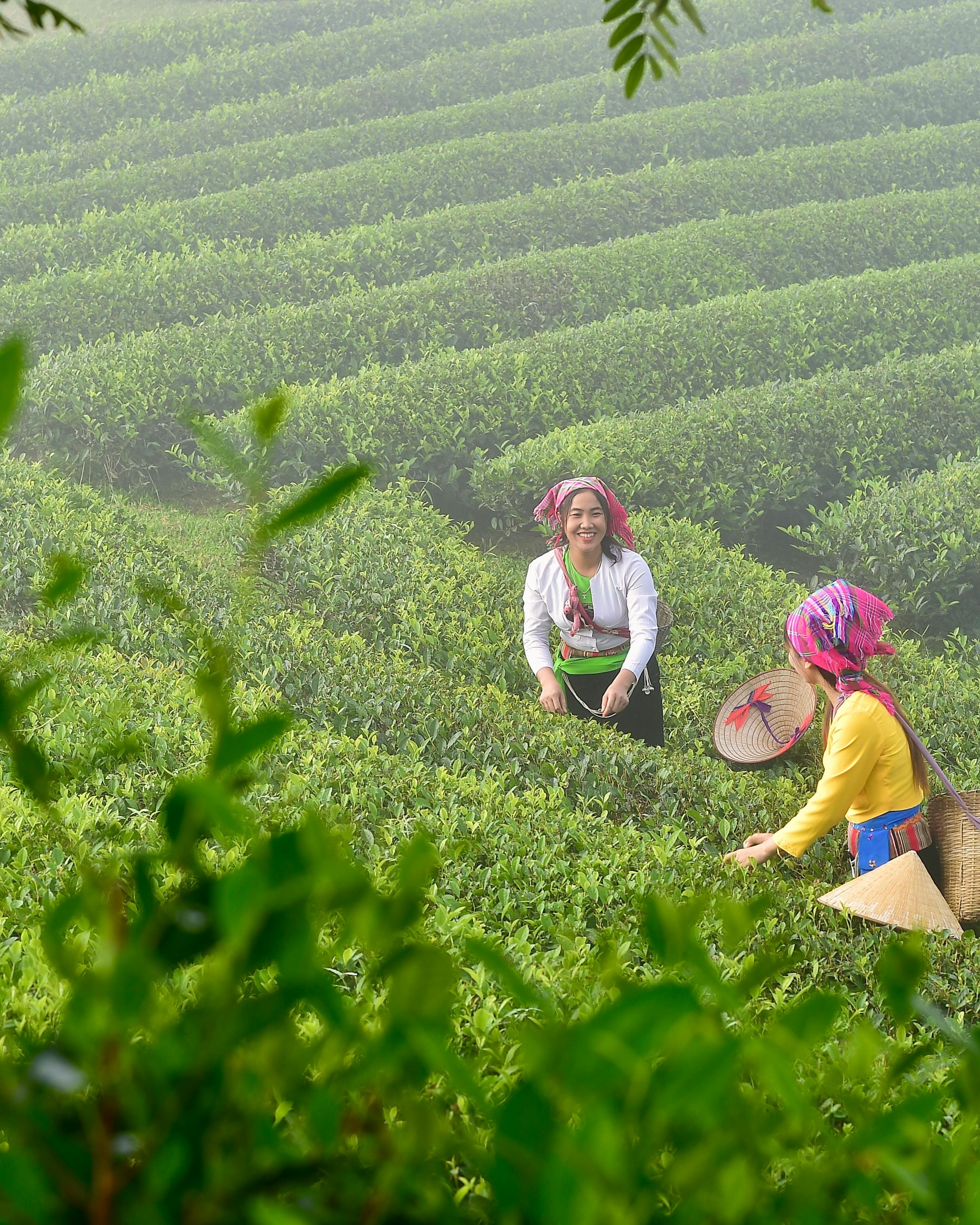 Two Women Picking Tea on Terraced Tea Farm