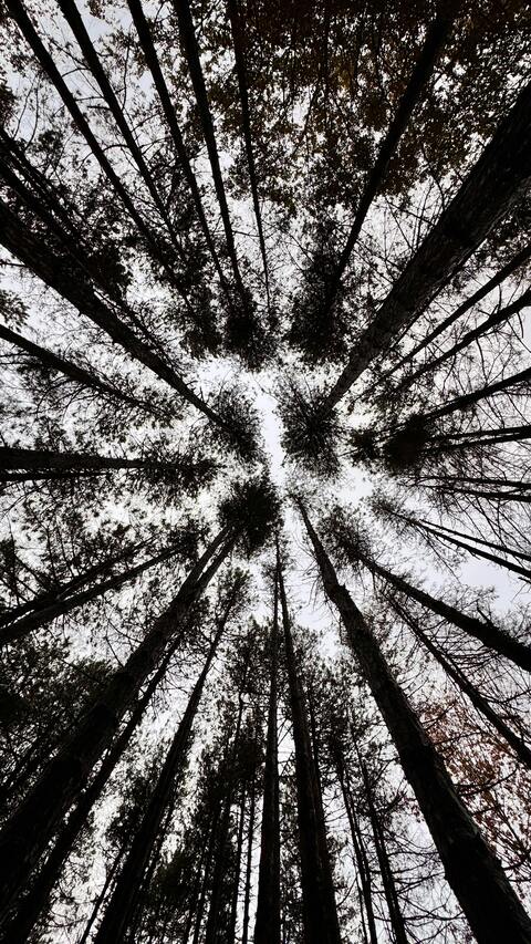 Looking Up at Tall Forest Trees
