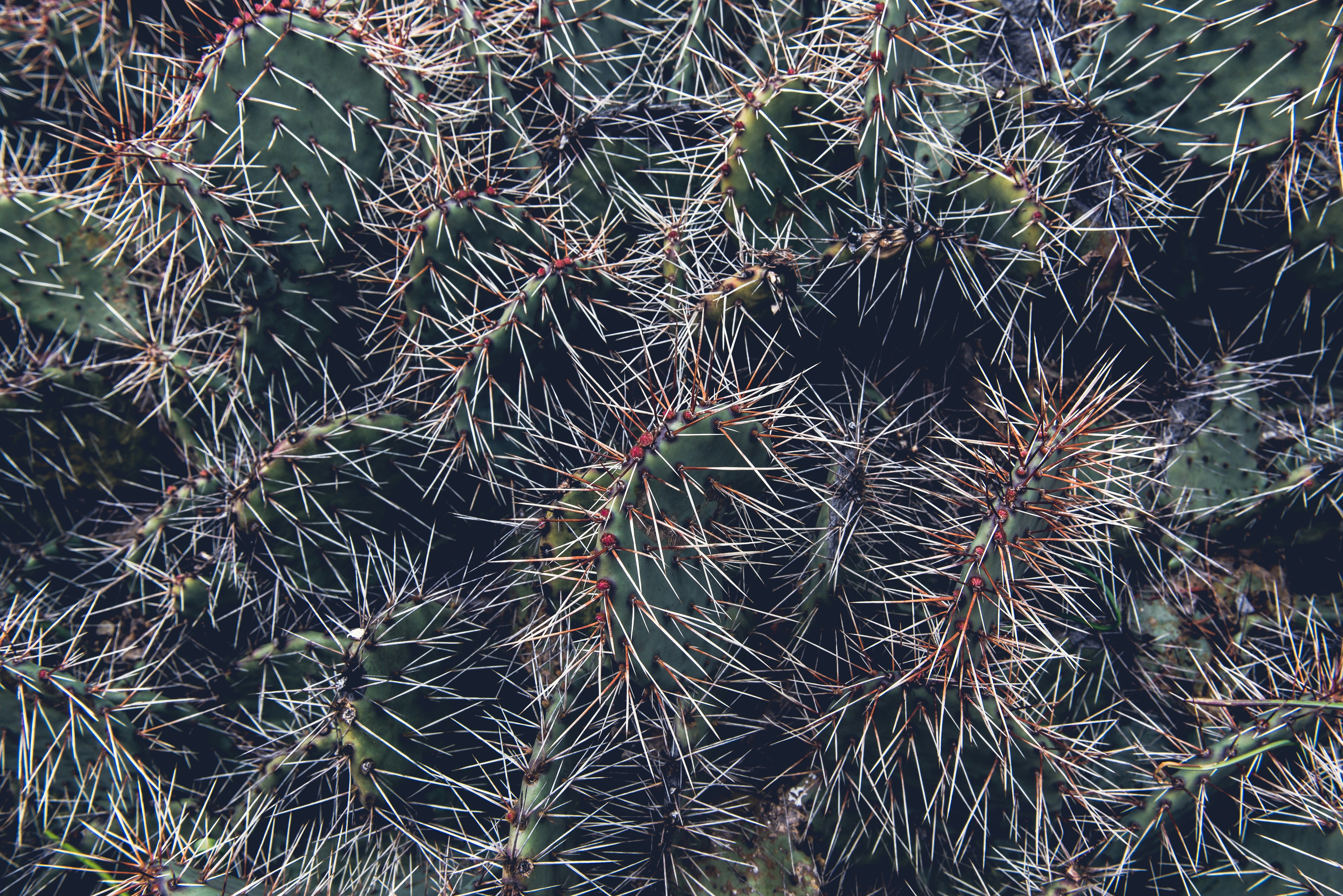 Dense Clustered Cacti Close-up