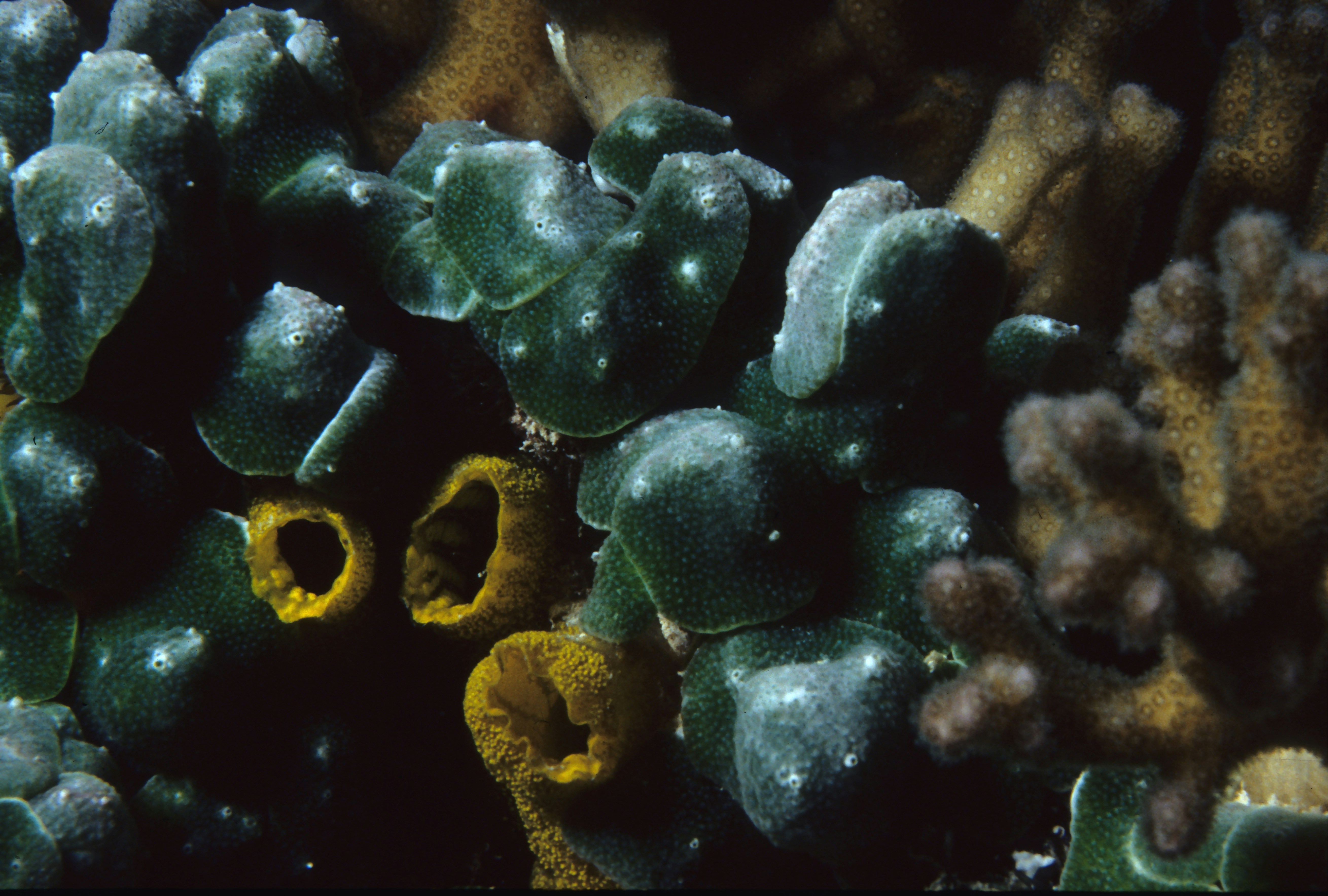 Underwater Green Coral Colony