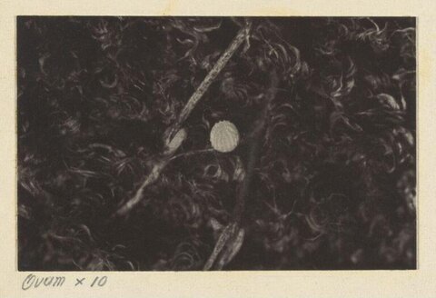 10x Magnified Ovum Micrograph