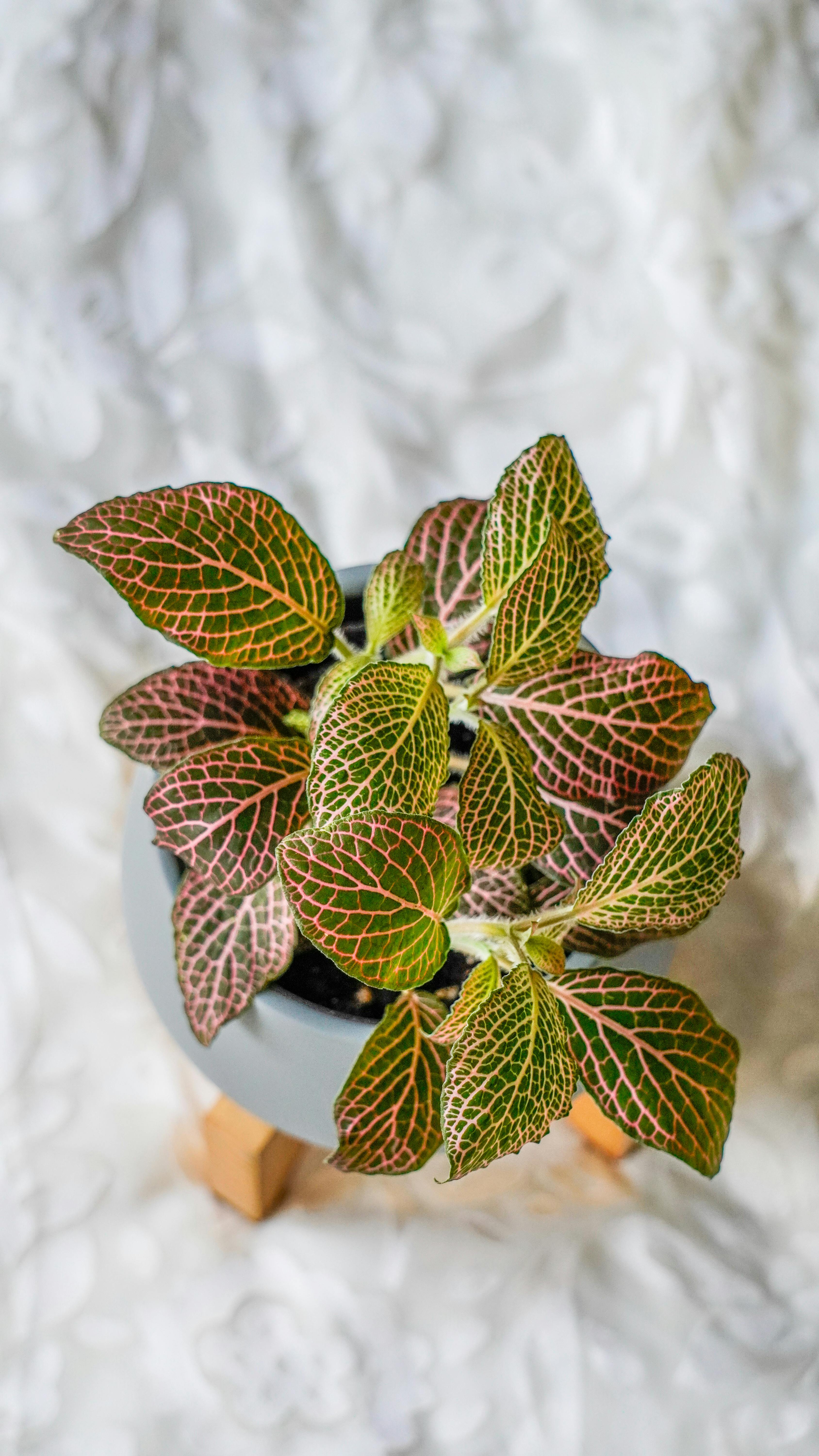 Potted Pink-Veined Nerve Plant