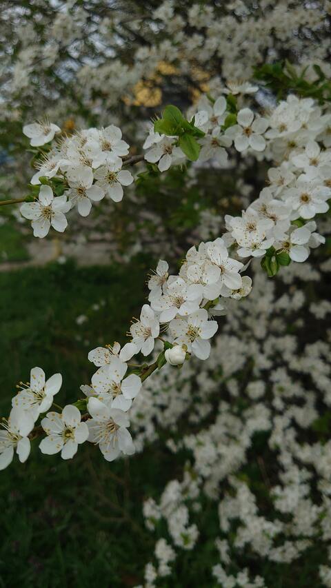 White Spring Tree Blossoms