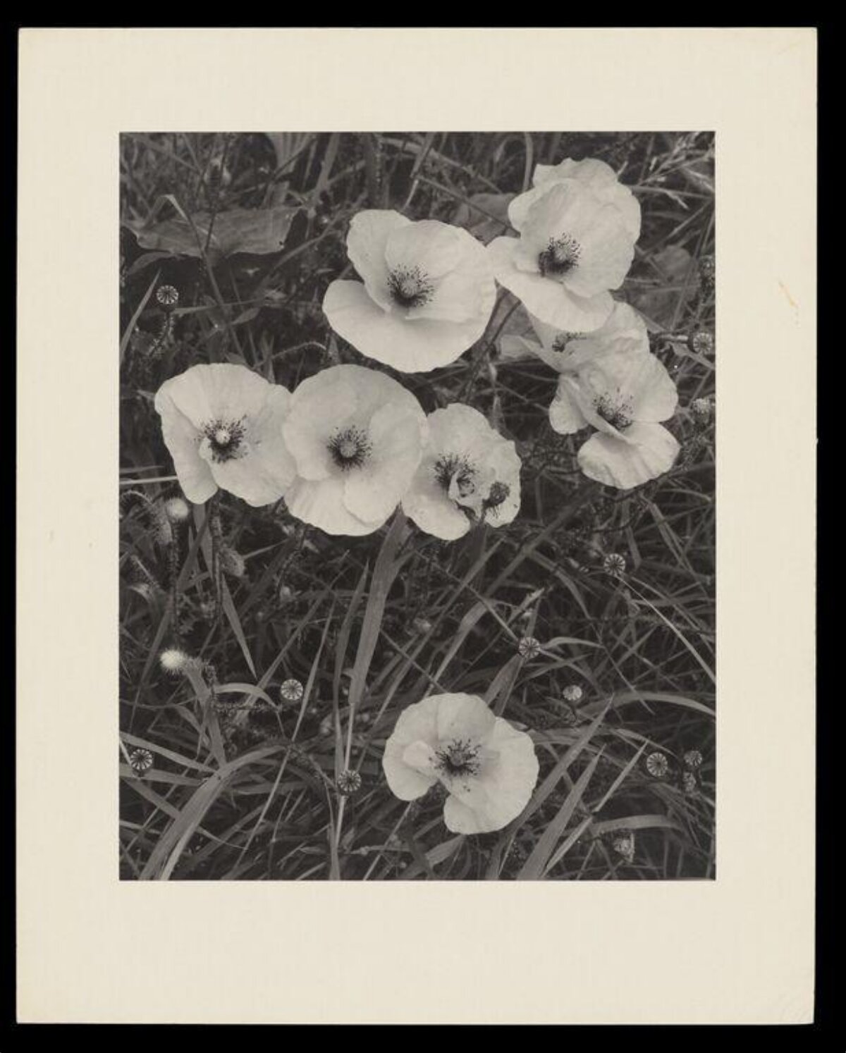Black and White Poppies in Grass